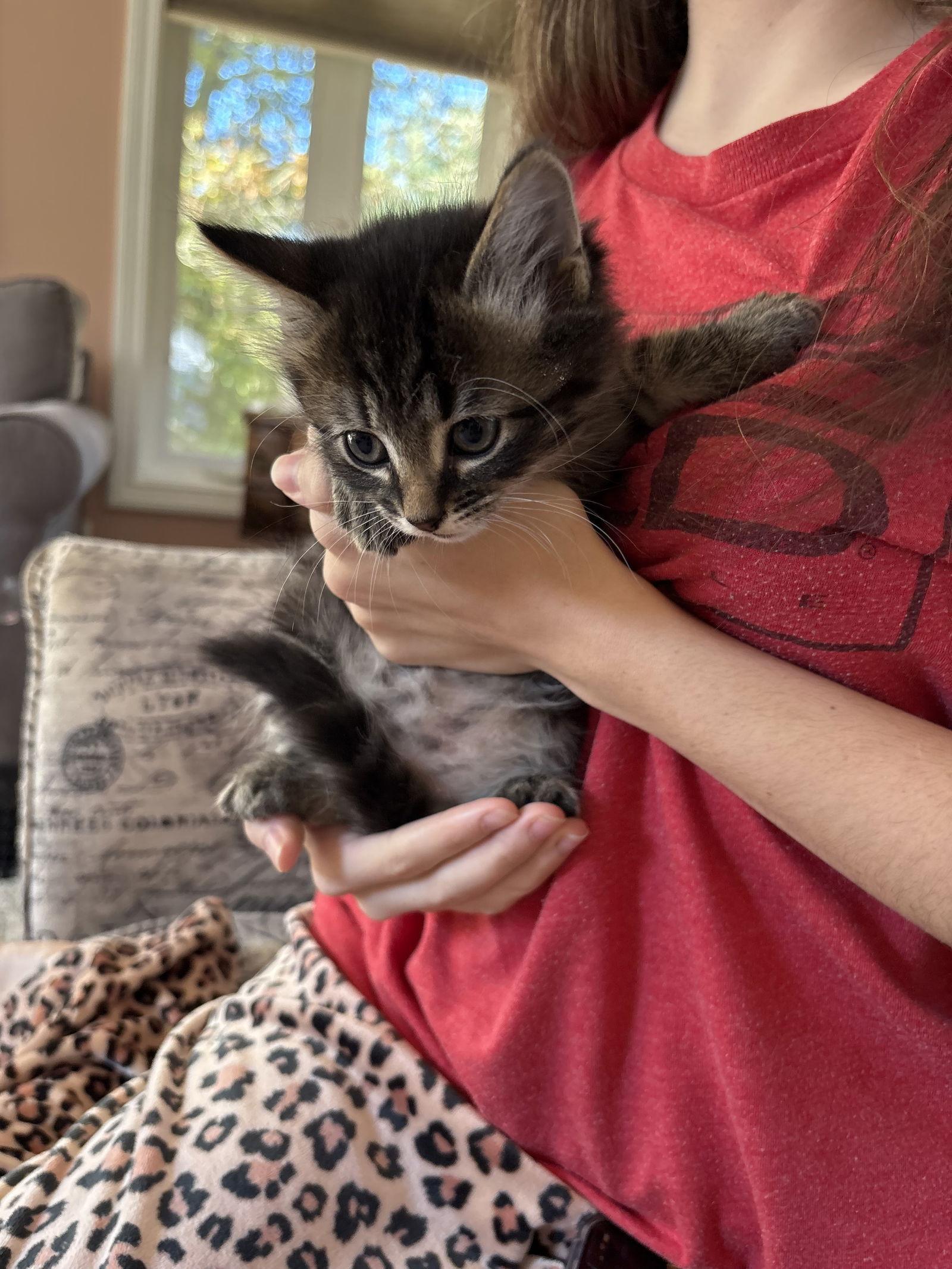 Lily- Female kitten, Adopted, Kitten Female Tabby.