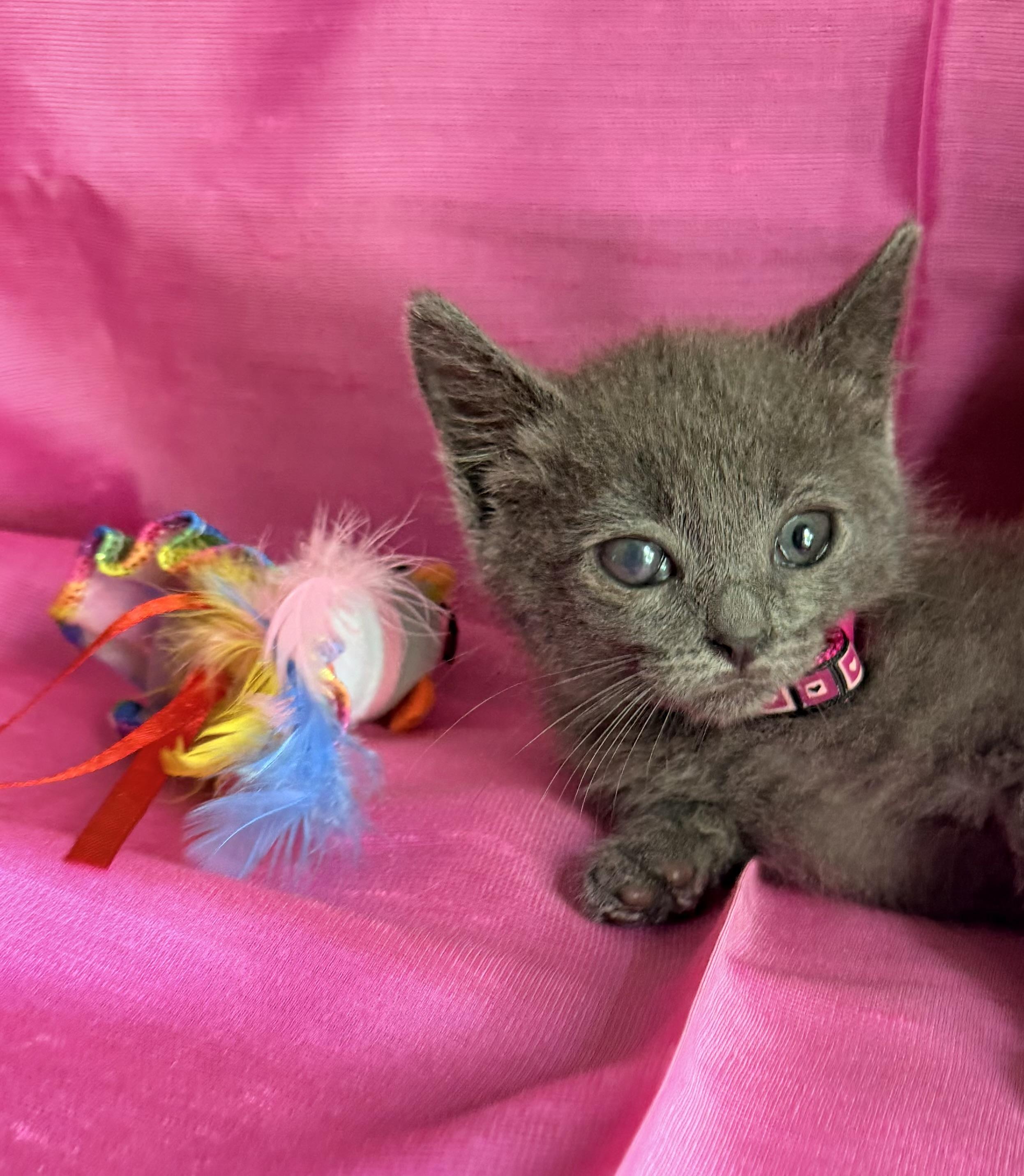 GABBY, a ADOPTABLE Russian Blue in Rowland Heights, CA image 3/6