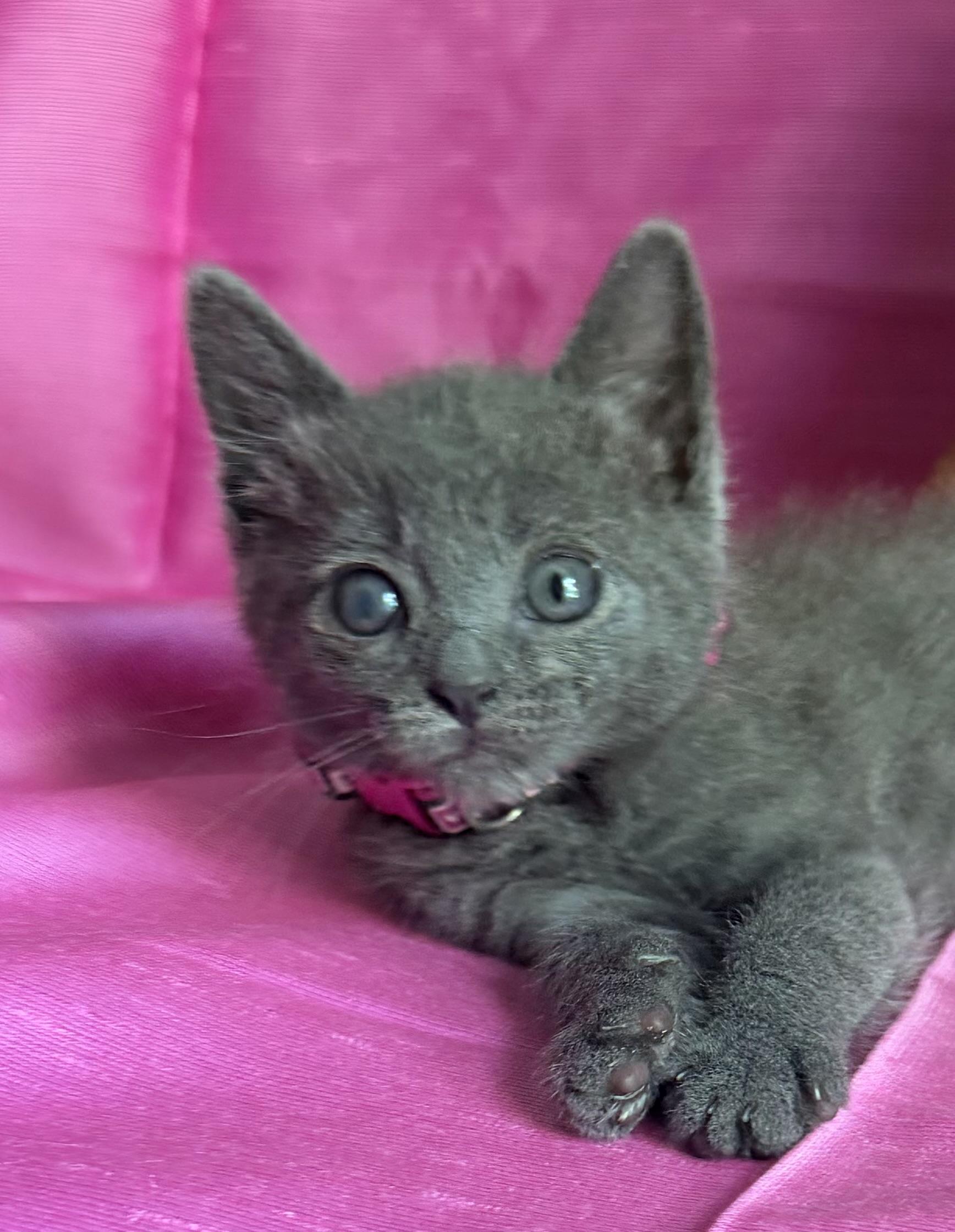 GABBY, ADOPTABLE, Kitten Female Russian Blue.