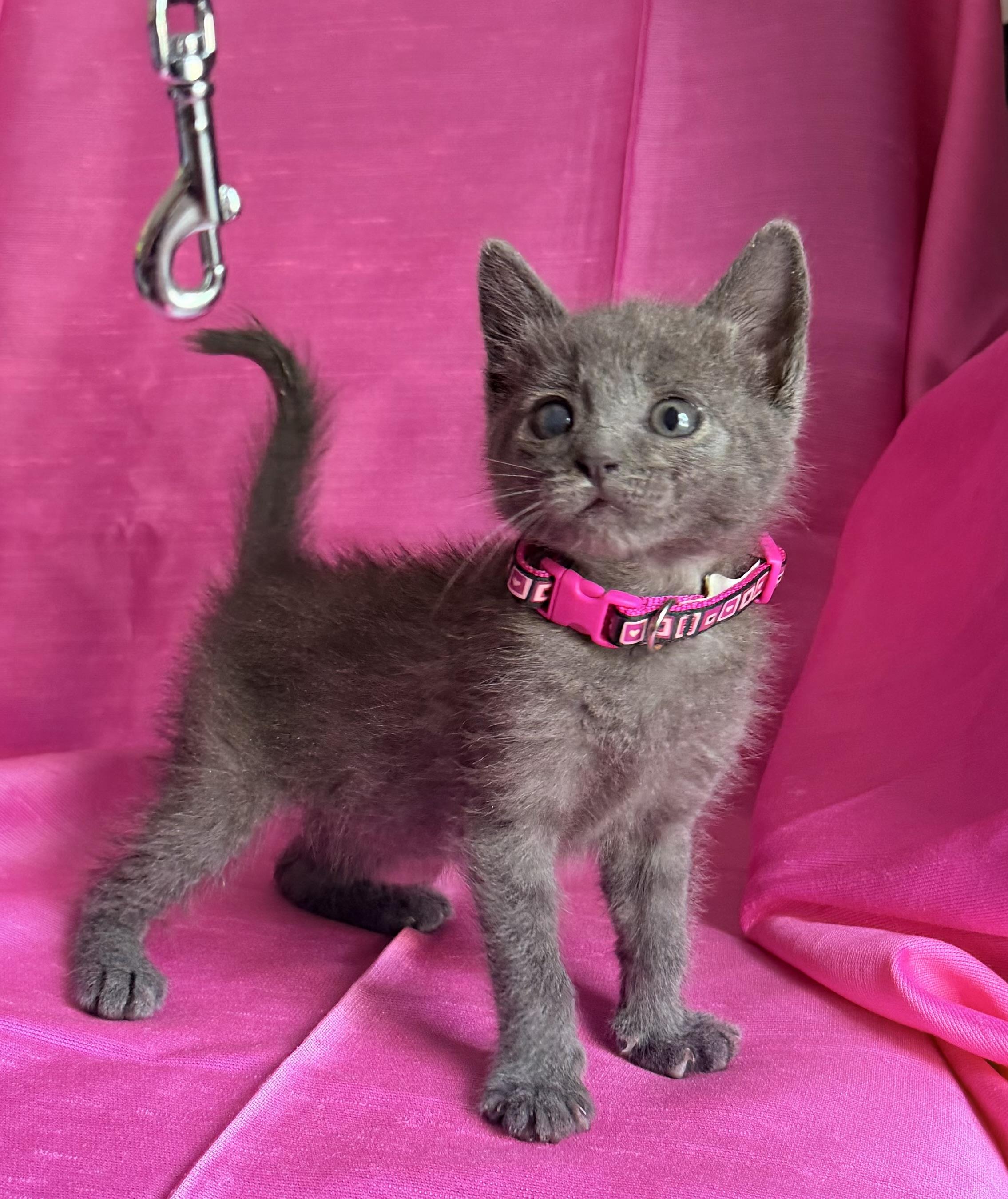GABBY, a ADOPTABLE Russian Blue in Rowland Heights, CA image 2/6