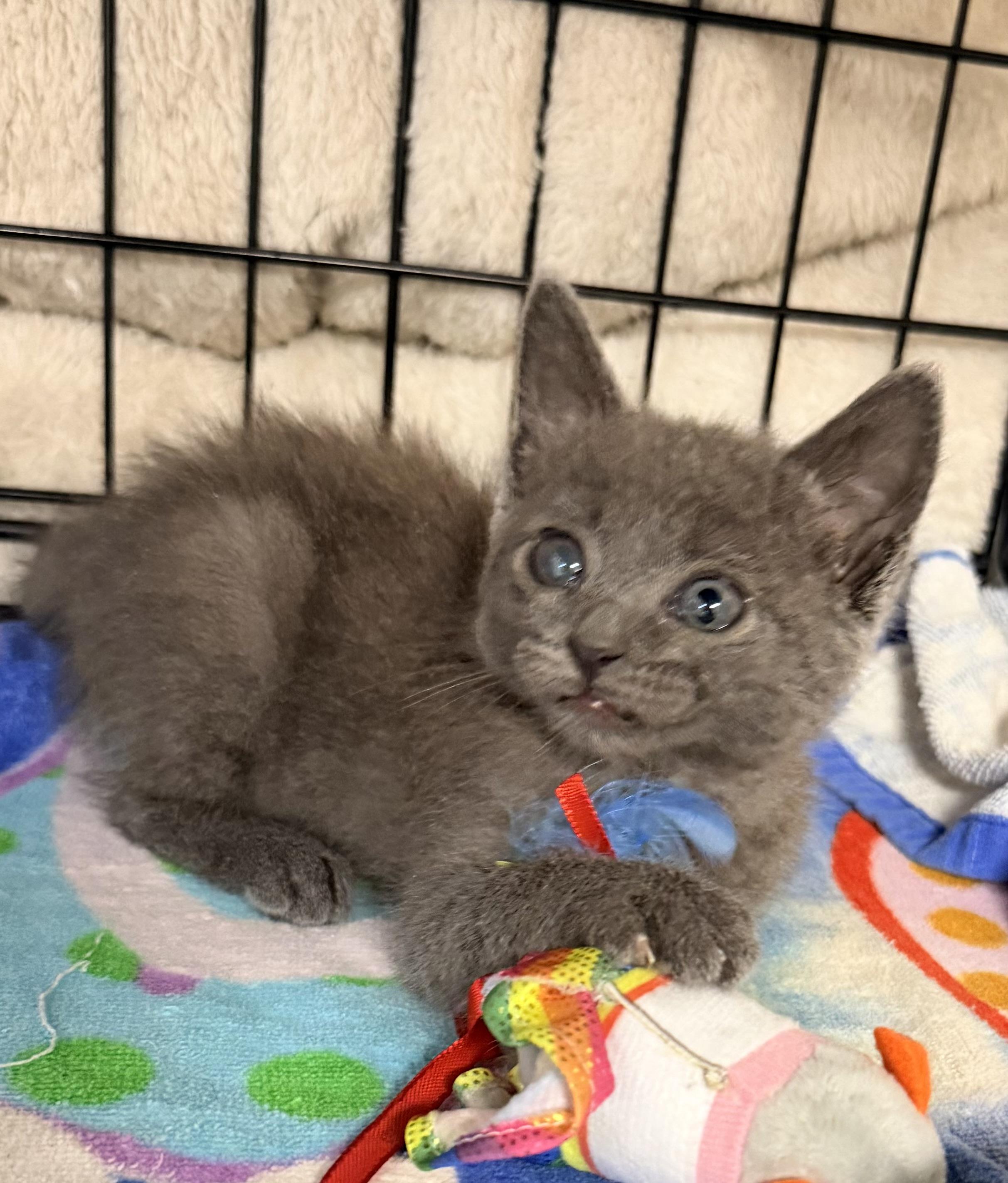 GABBY, a ADOPTABLE Russian Blue in Rowland Heights, CA image 5/6