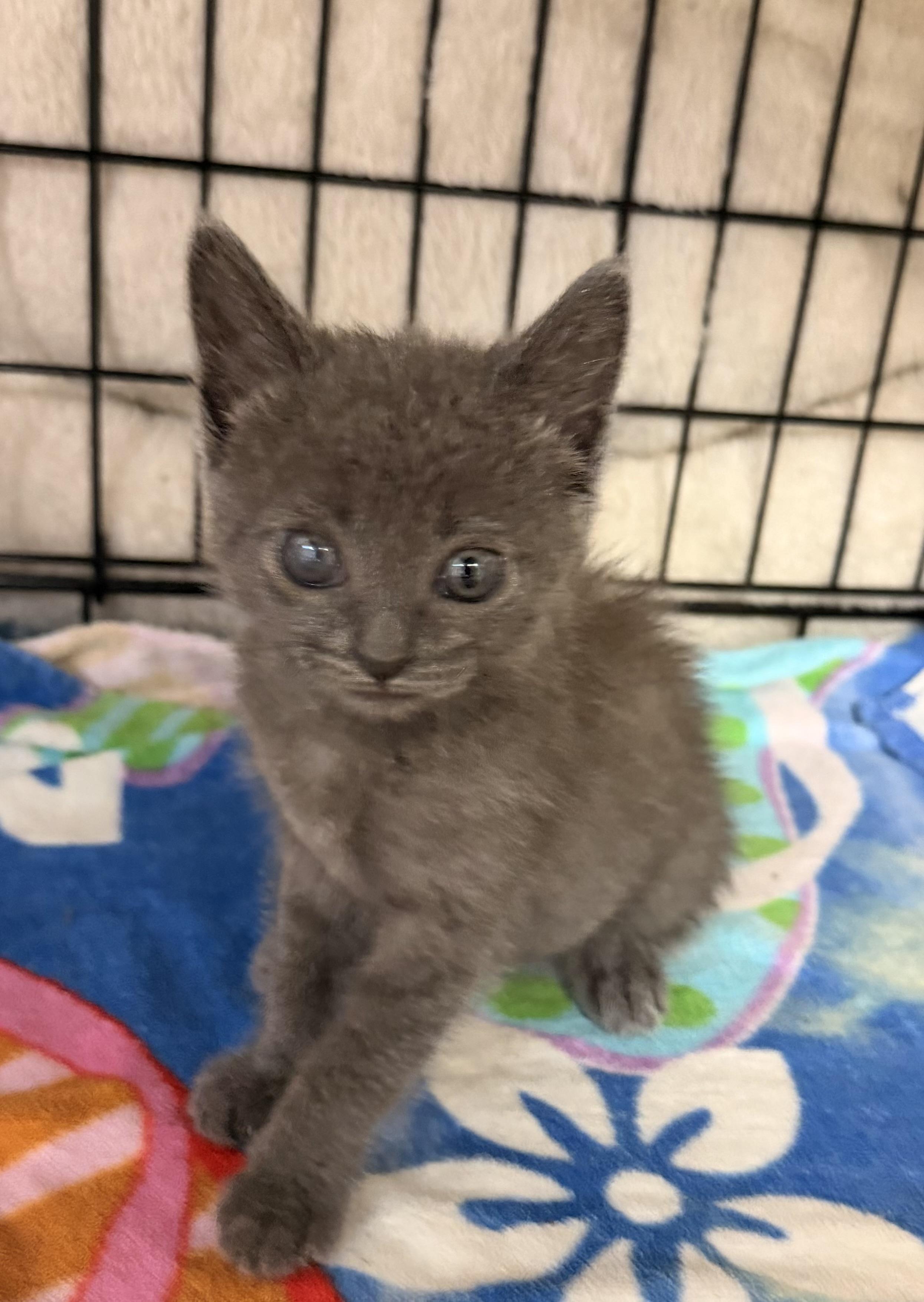GABBY, a ADOPTABLE Russian Blue in Rowland Heights, CA image 4/6