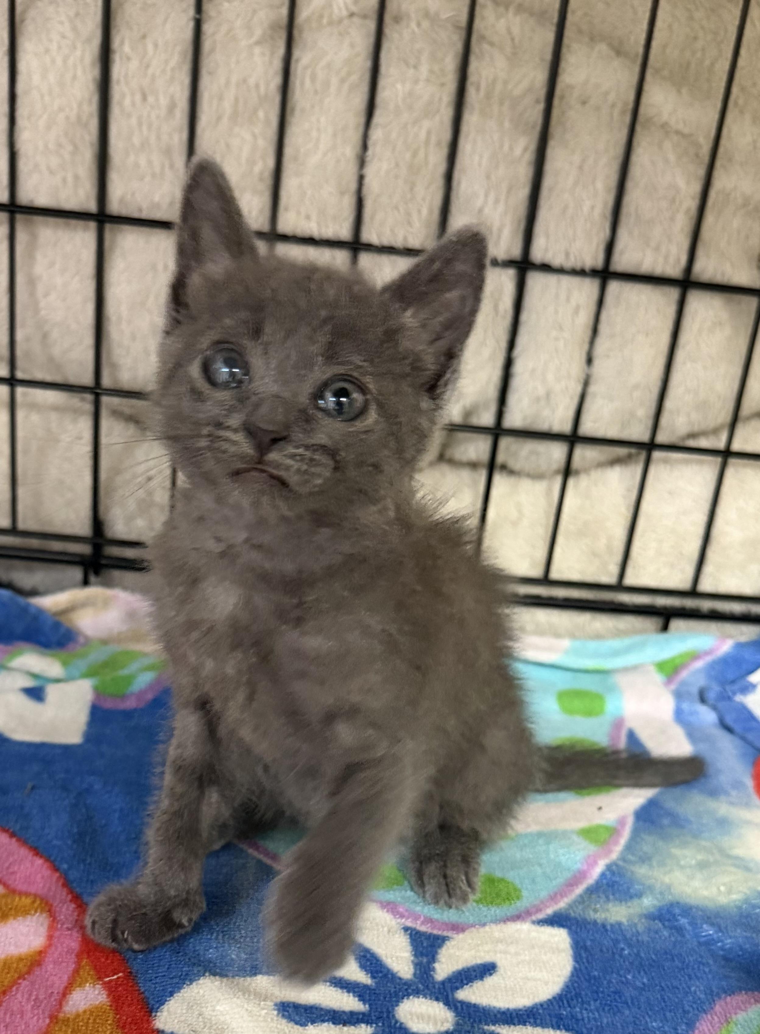 GABBY, a ADOPTABLE Russian Blue in Rowland Heights, CA image 6/6