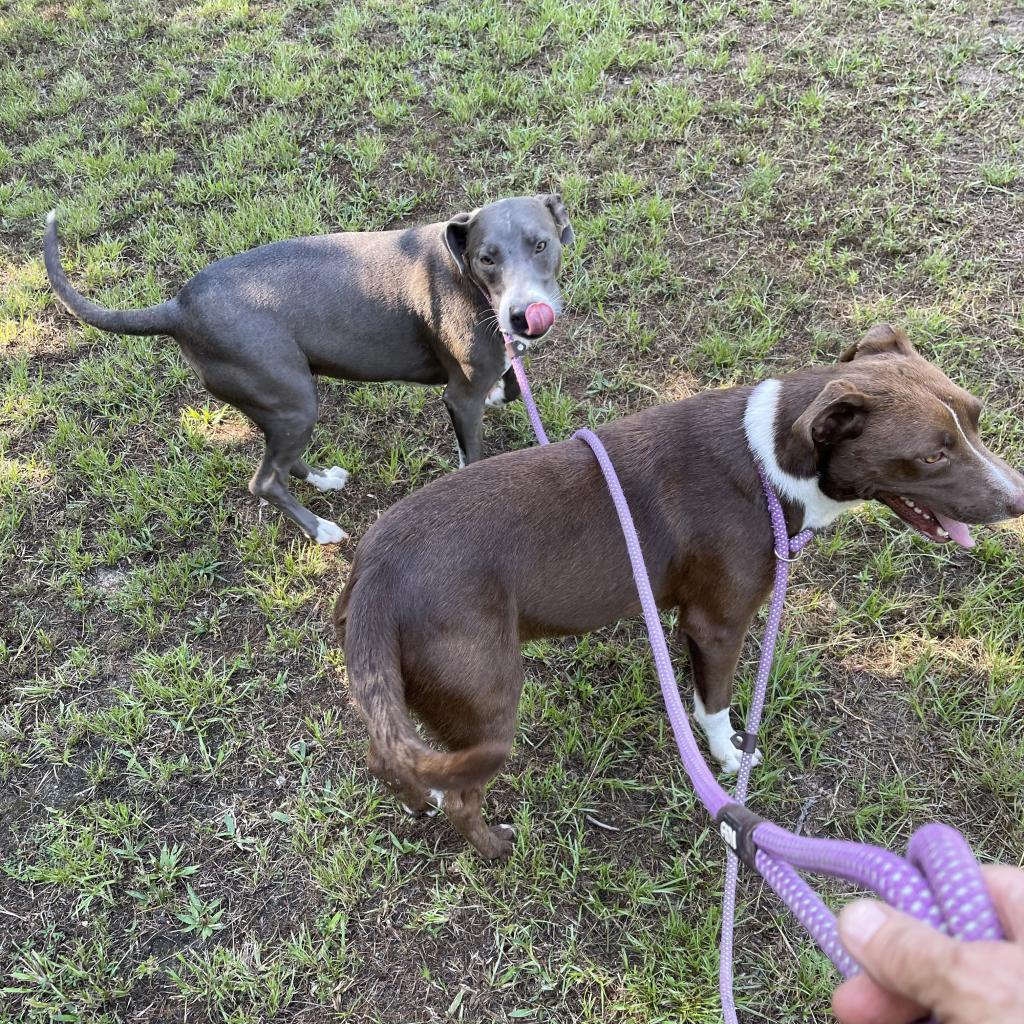 Rover, Adoptable, Adult Male Mixed Breed.