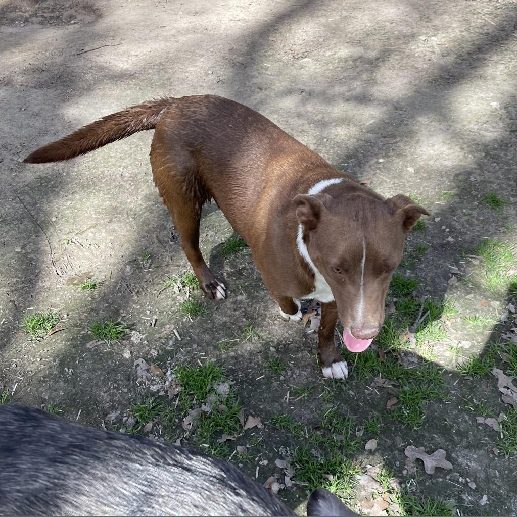 Rover, a Adoptable Mixed Breed in Dallas, TX image 2/4