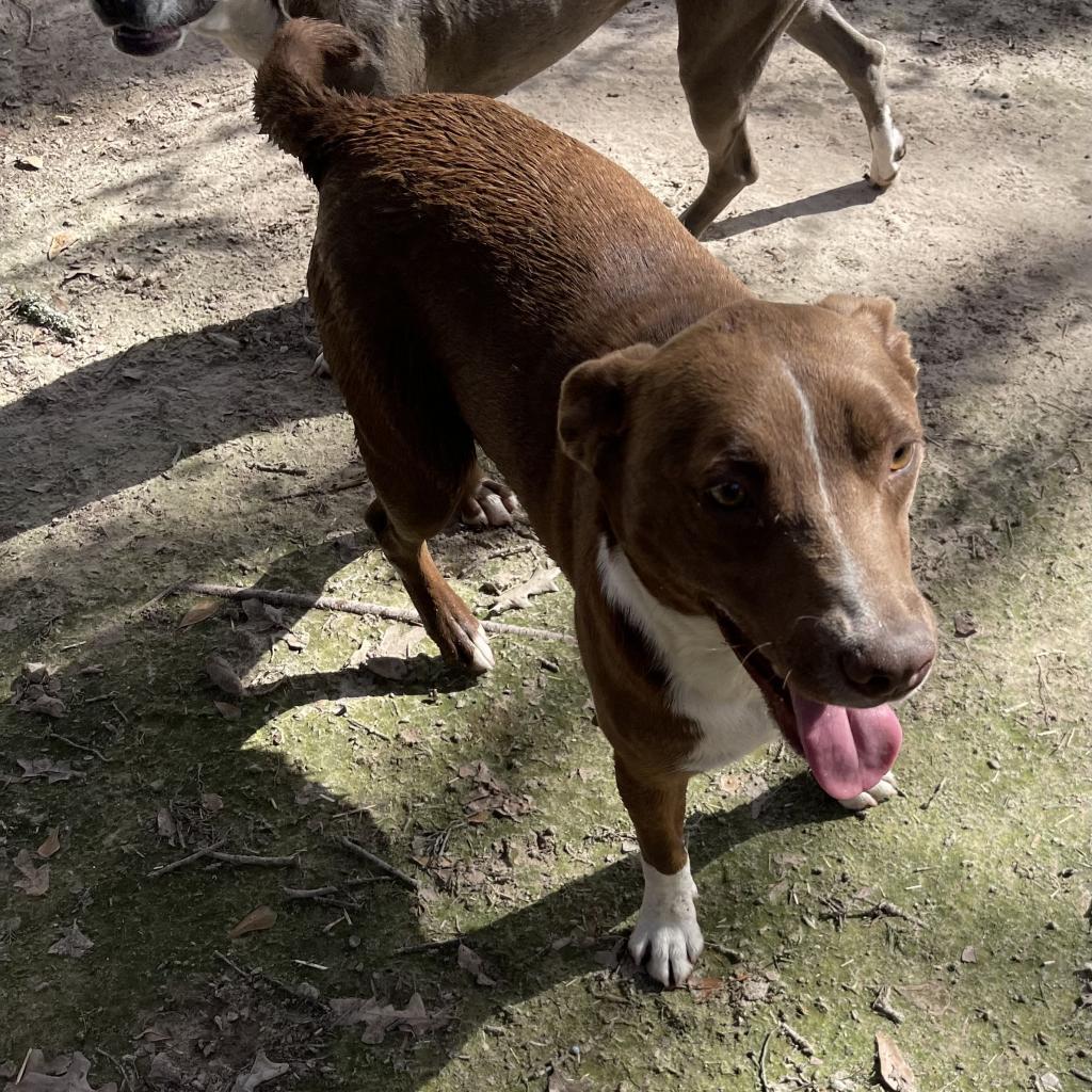 Rover, a Adoptable Mixed Breed in Dallas, TX image 4/4