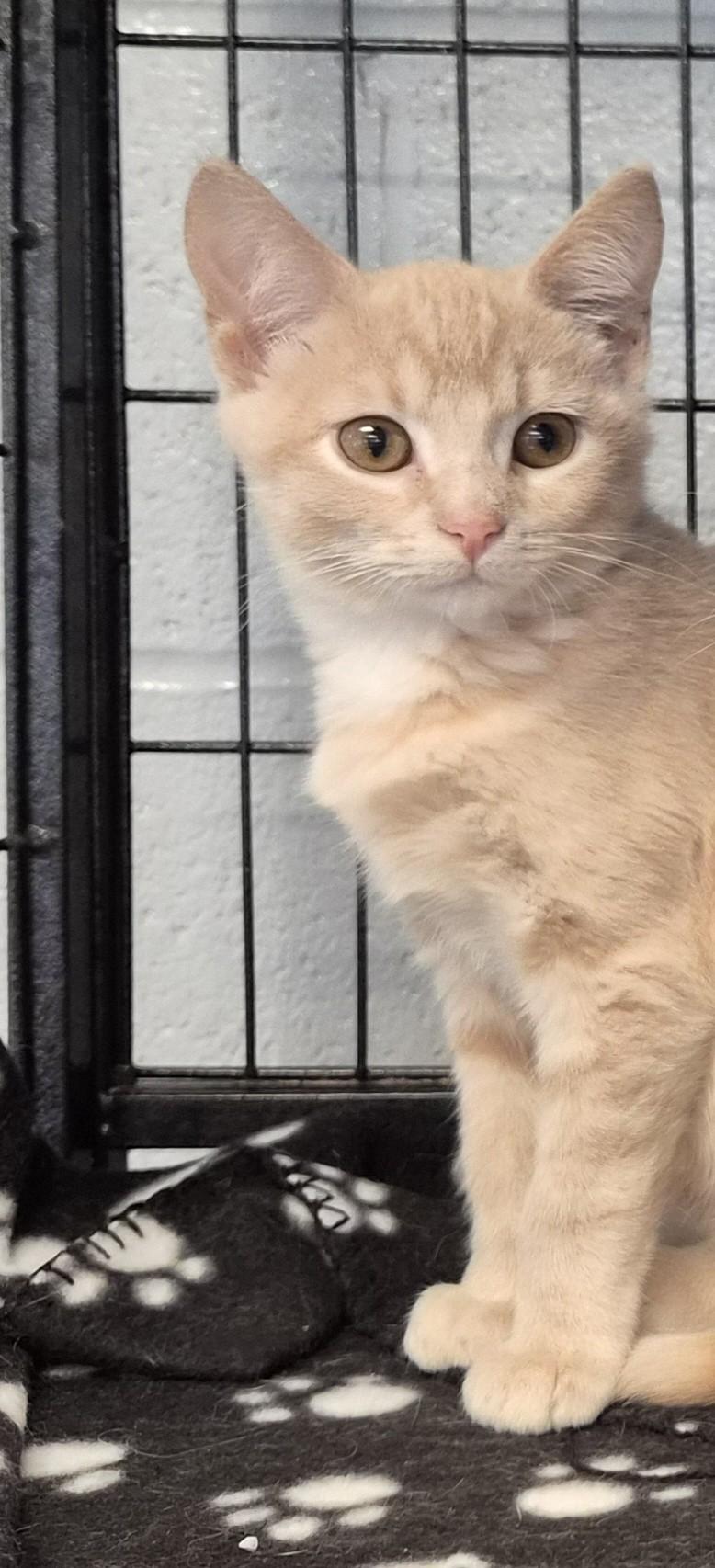 Cheddar, Adopted, Kitten Male Domestic Short Hair.