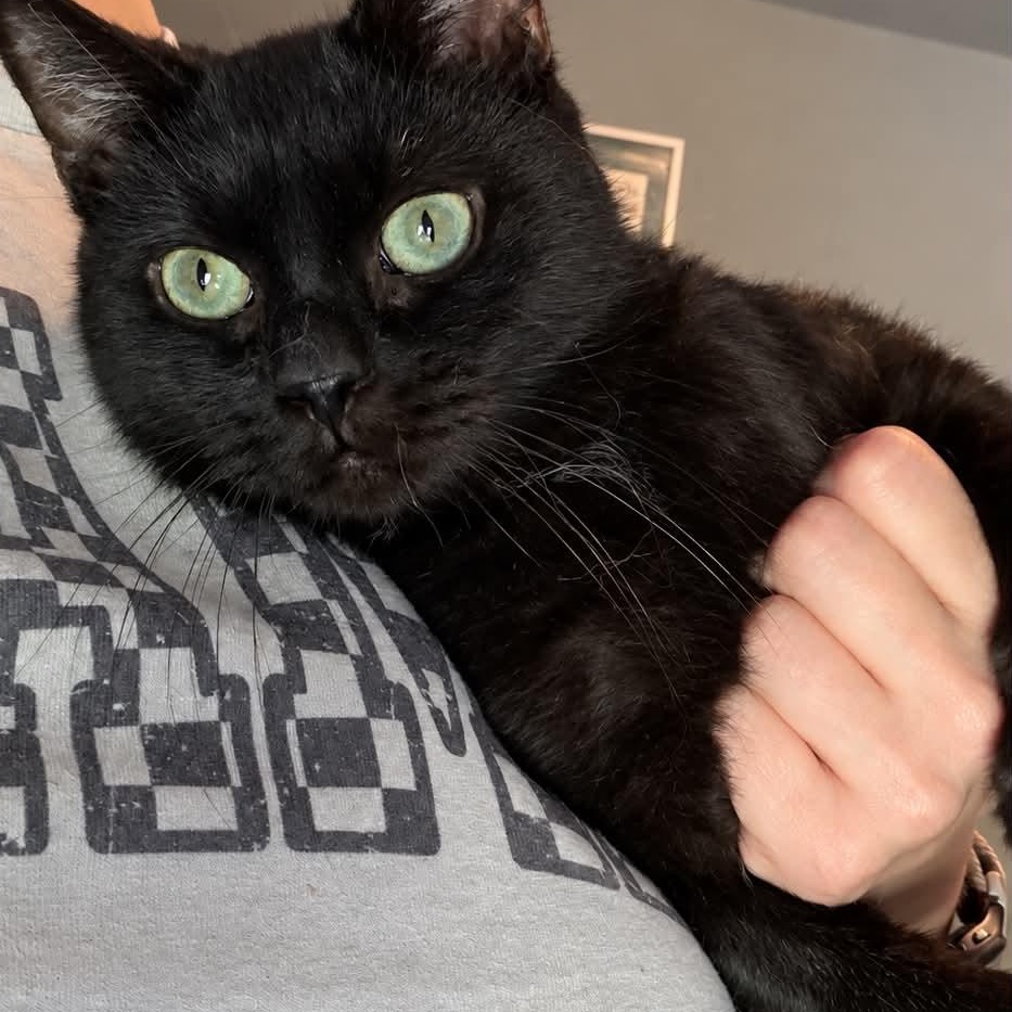 Enlarge Obi (Obsidian), a Adoptable Domestic Short Hair in Manchester, MD image 2/2