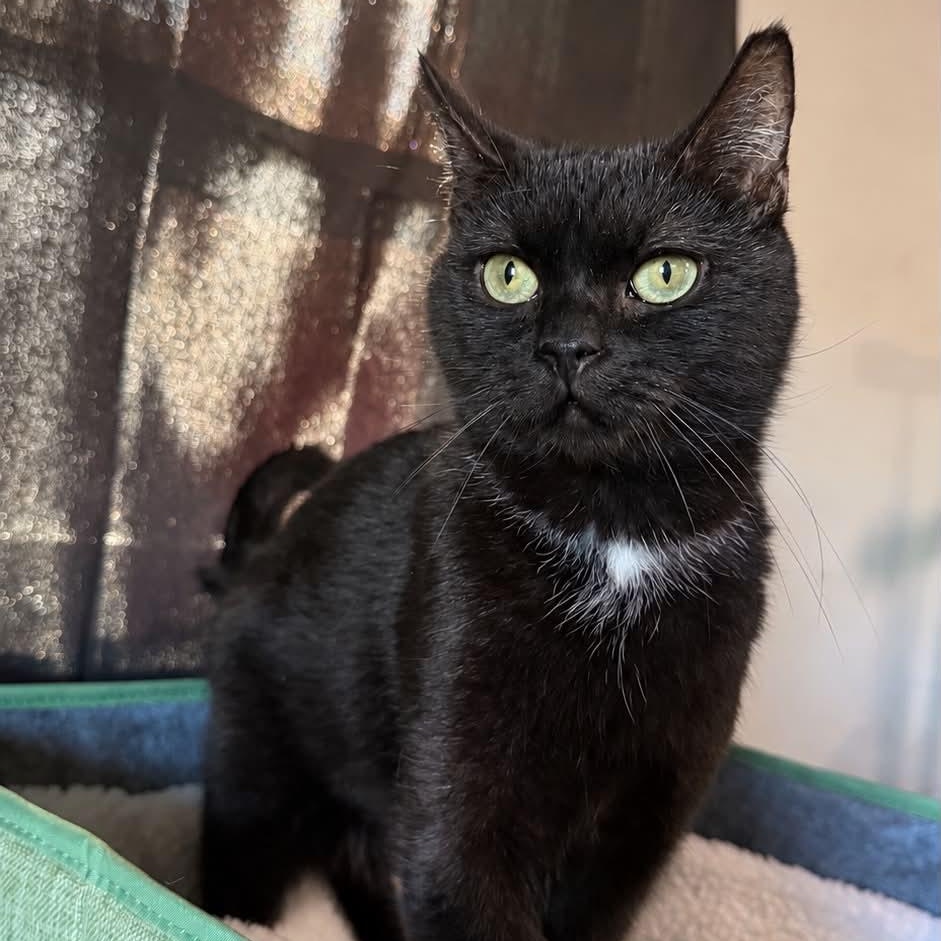 Obi (Obsidian), Adoptable, Adult Male Domestic Short Hair.