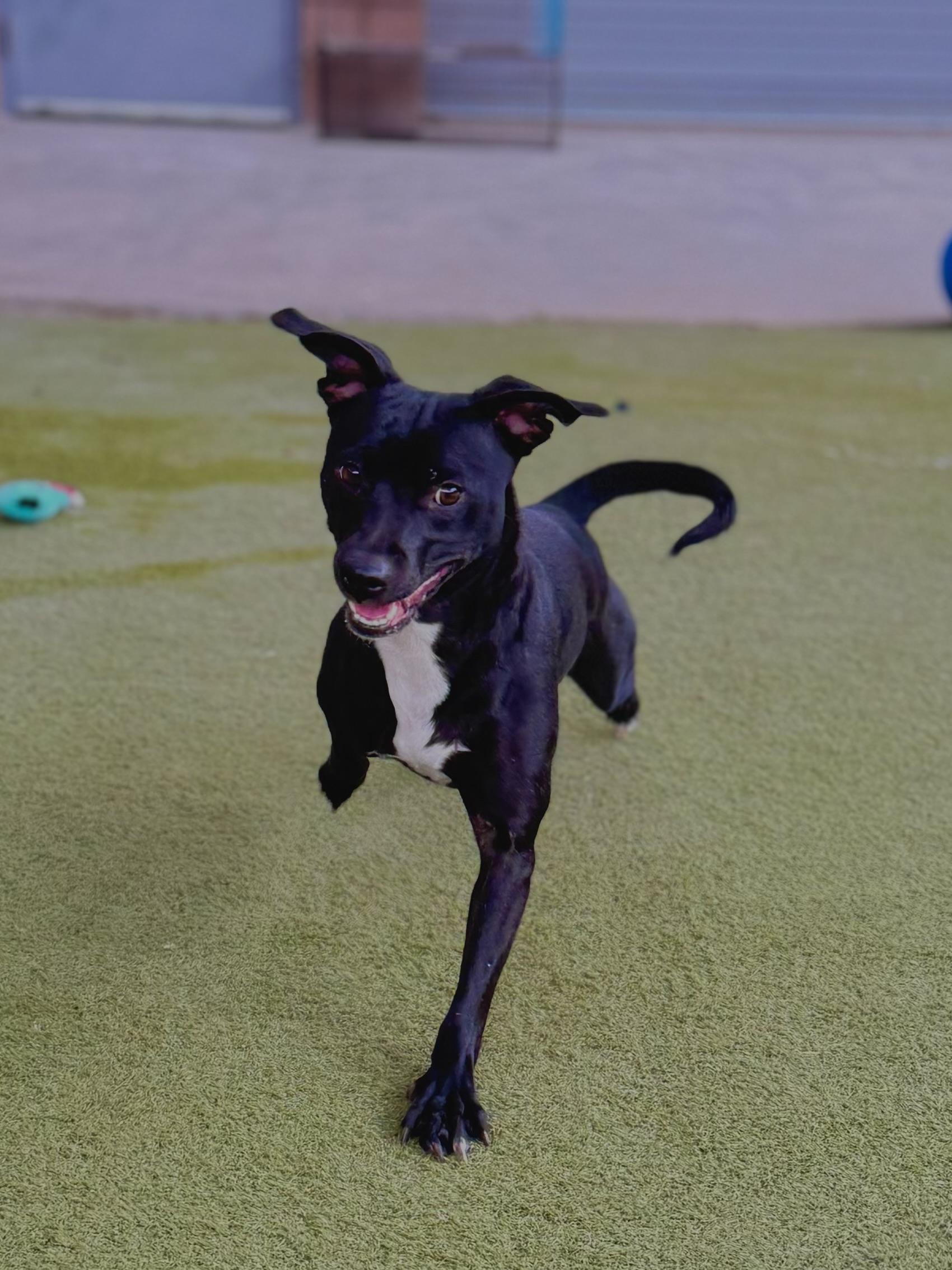 Thelma, Adoptable, Young Female Labrador Retriever & Chihuahua.
