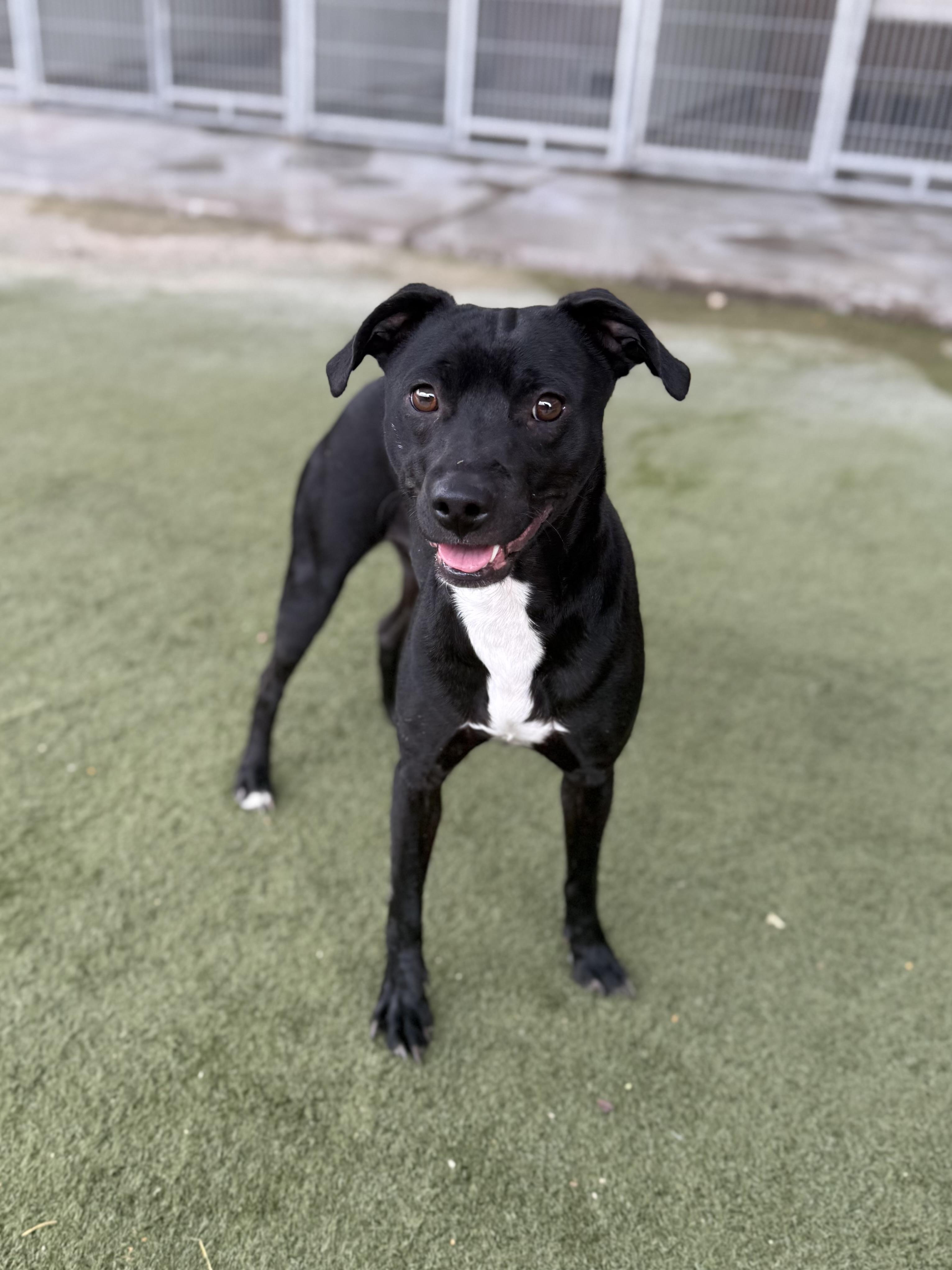 Enlarge Thelma, a Adoptable mixed breed in Boulder City, NV image 3/4