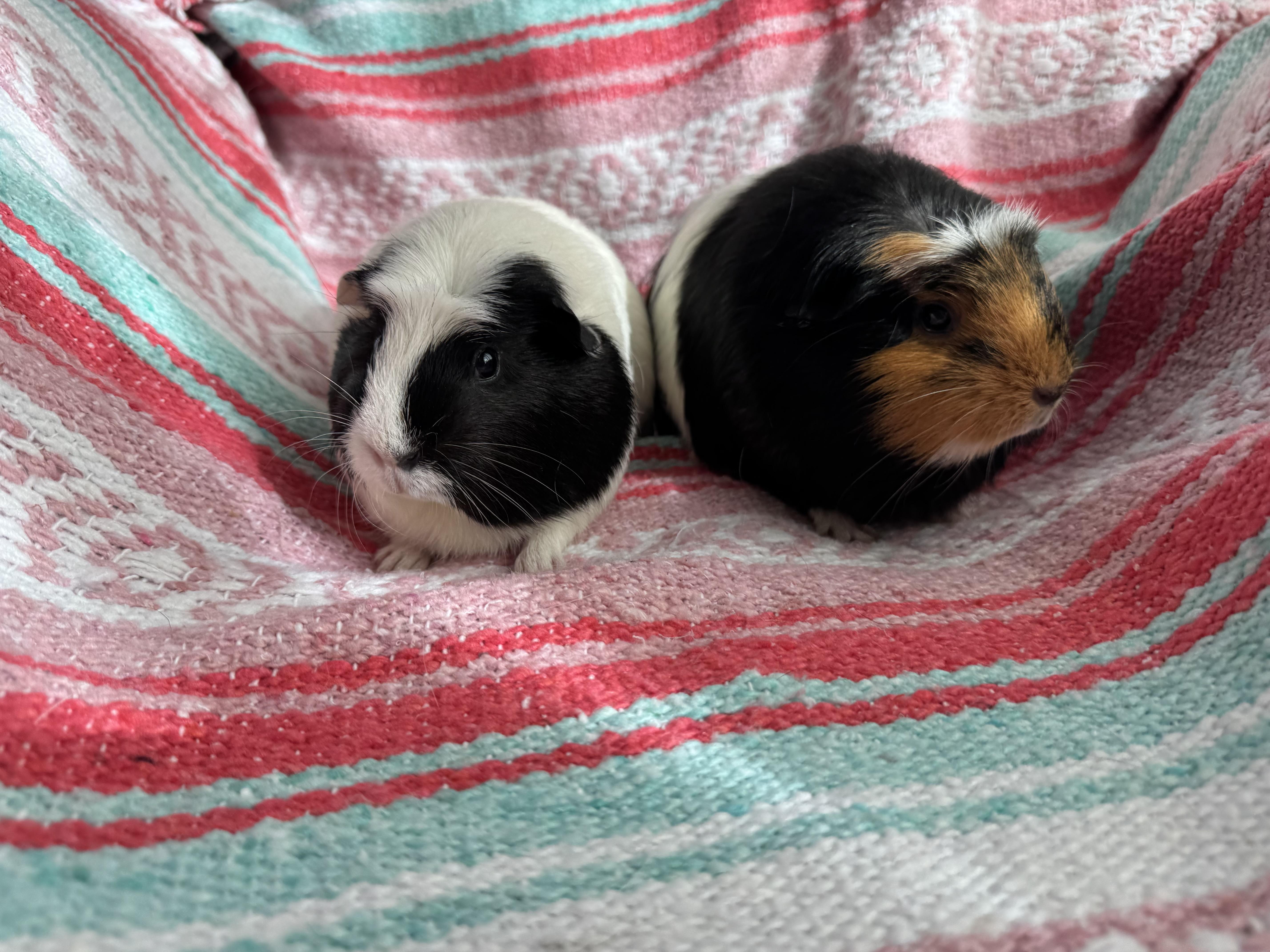 Enlarge Lucy and Lettie, a ADOPTABLE Guinea Pig in Walnut Grove, CA image 3/3