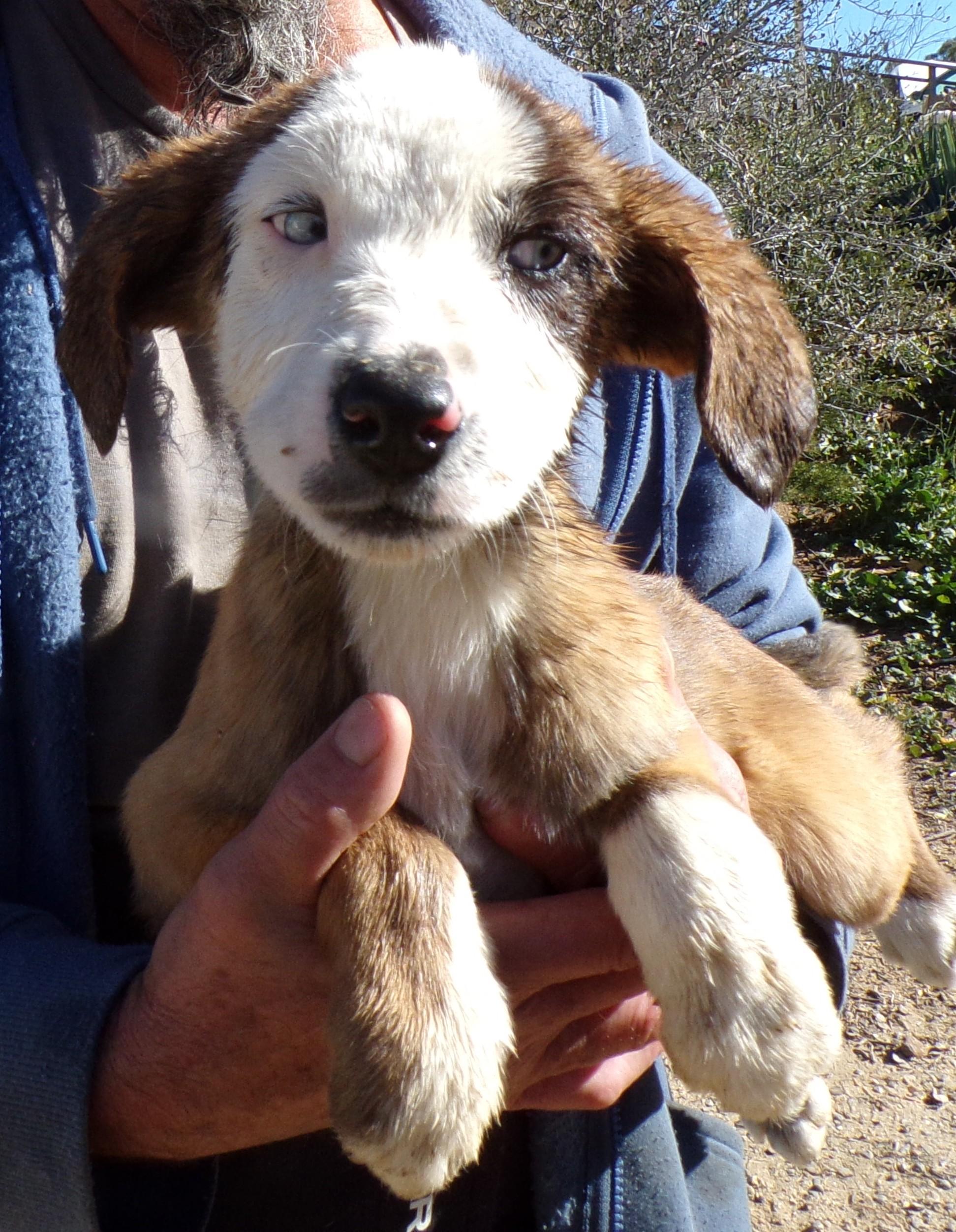 CHASE, ADOPTABLE, Puppy Male Shepherd & Australian Shepherd.