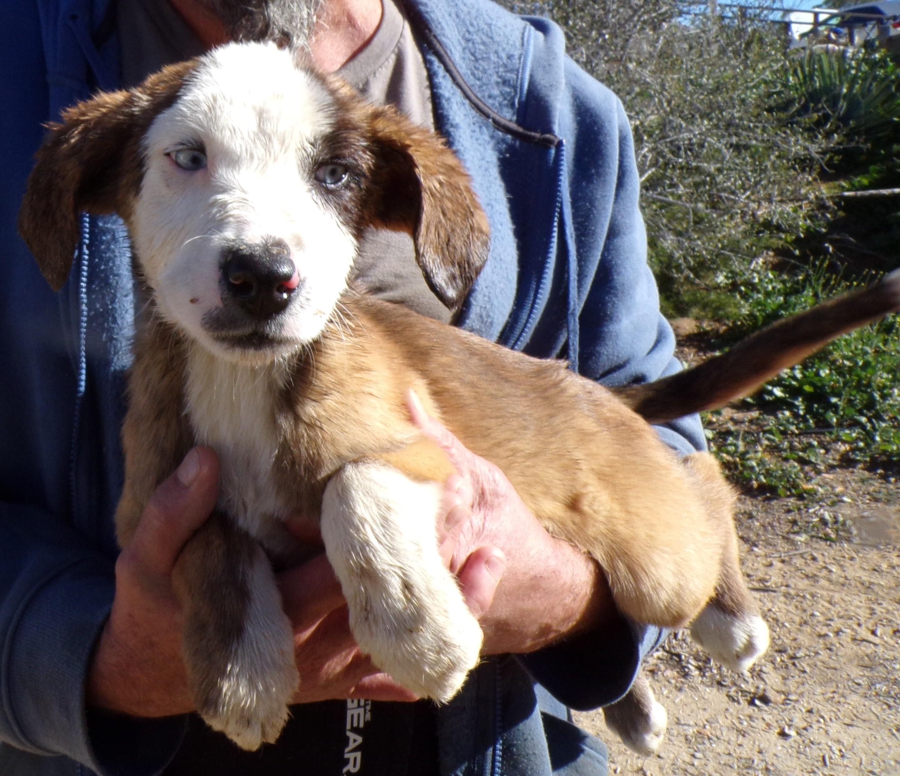 Enlarge CHASE, a ADOPTABLE mixed breed in Corona, CA image 3/3