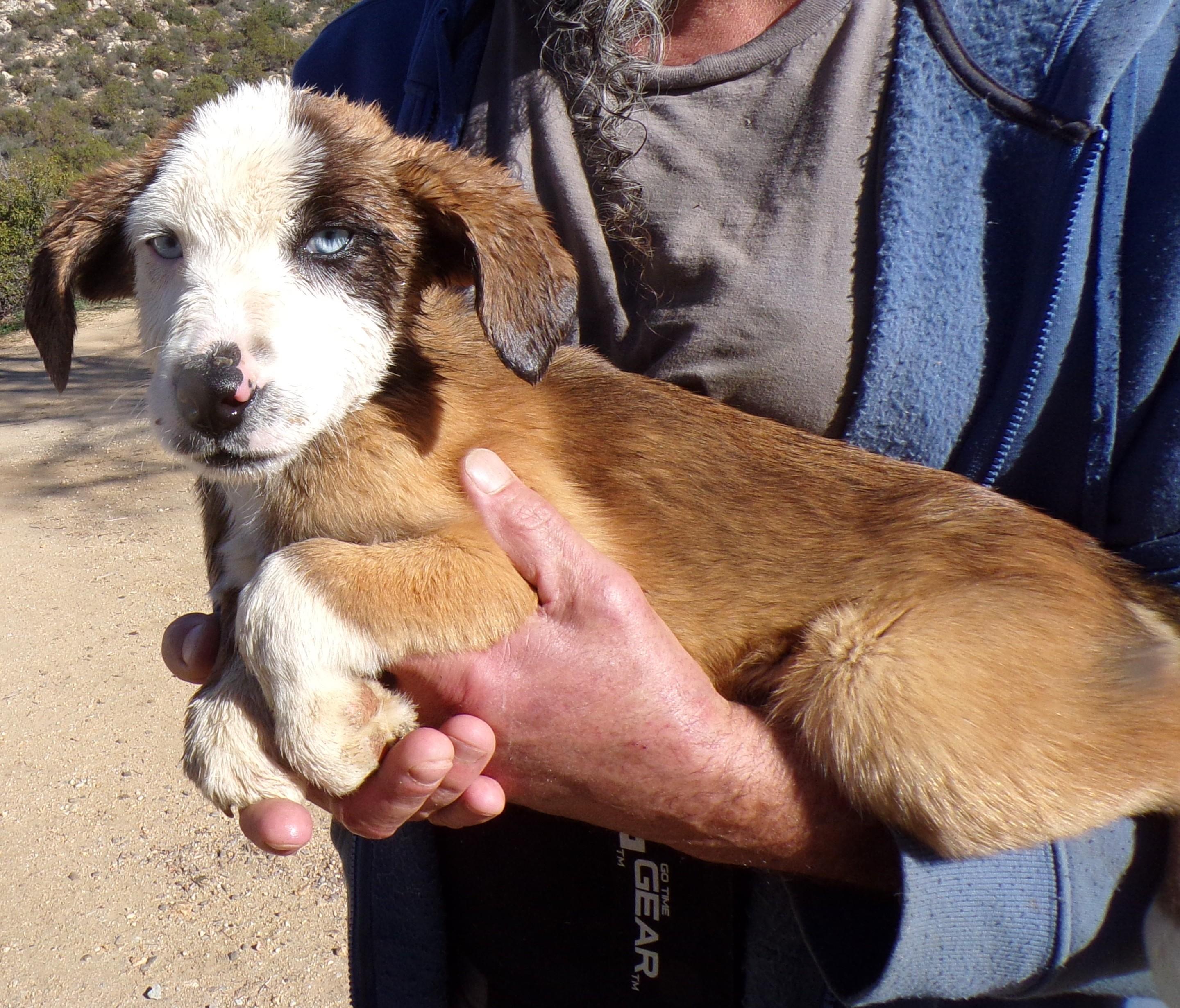 Enlarge CHASE, a ADOPTABLE mixed breed in Corona, CA image 2/3