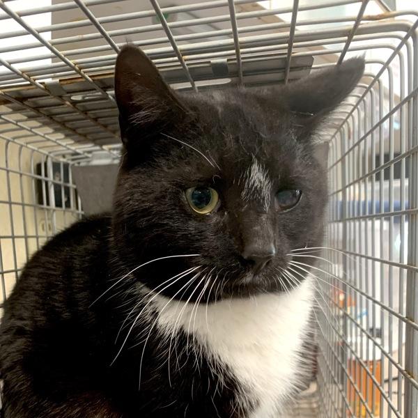 Sonic, Adoptable, Adult Male Domestic Short Hair.