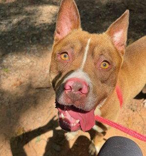 MILTON, Adoptable, Adult Male American Bulldog.