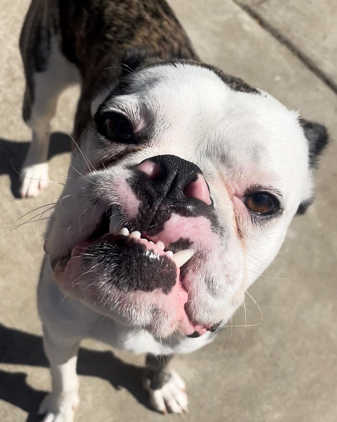 Enlarge Bruno, a Adoptable mixed breed in Sacramento, CA image 2/6