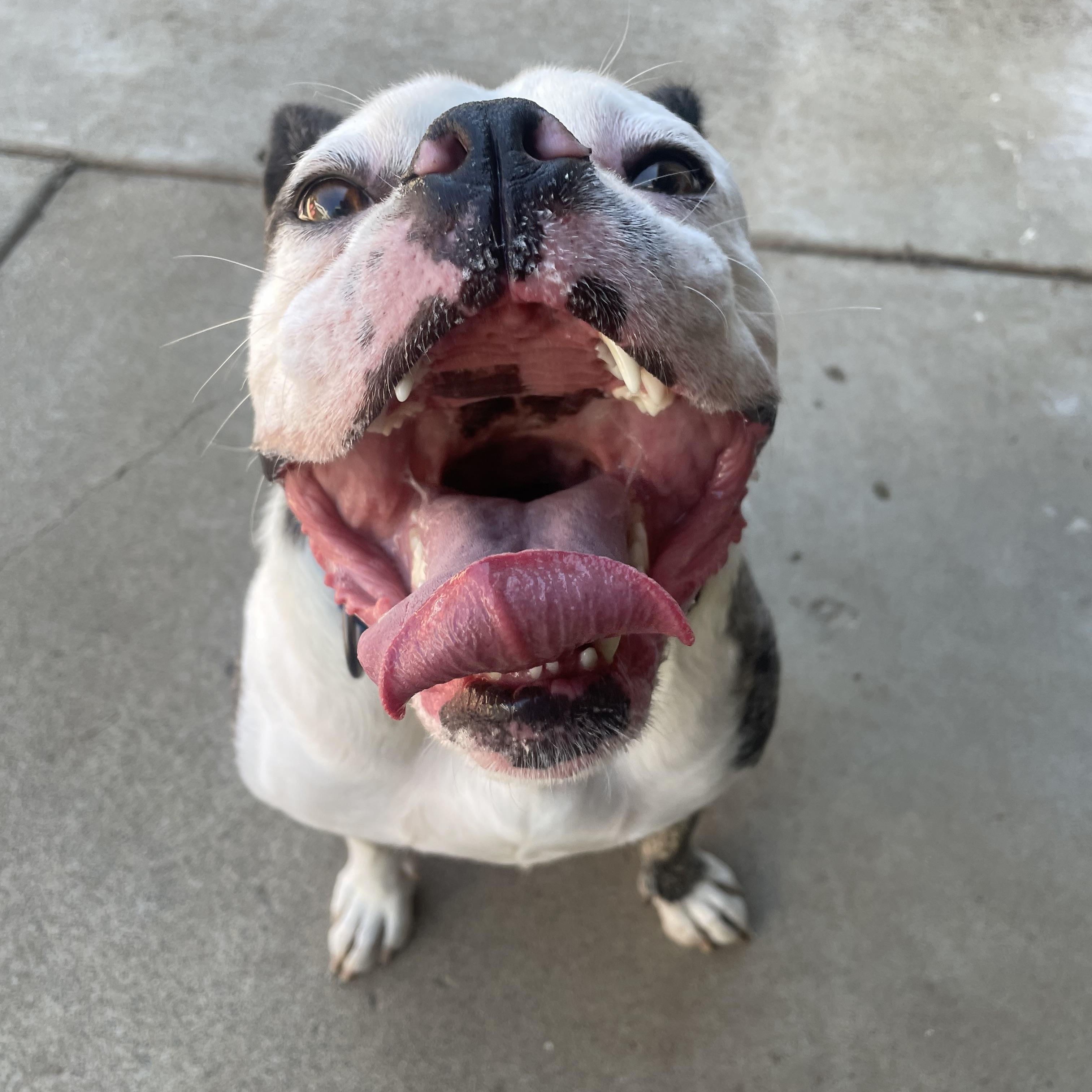 Enlarge Bruno, a Adoptable mixed breed in Sacramento, CA image 6/6