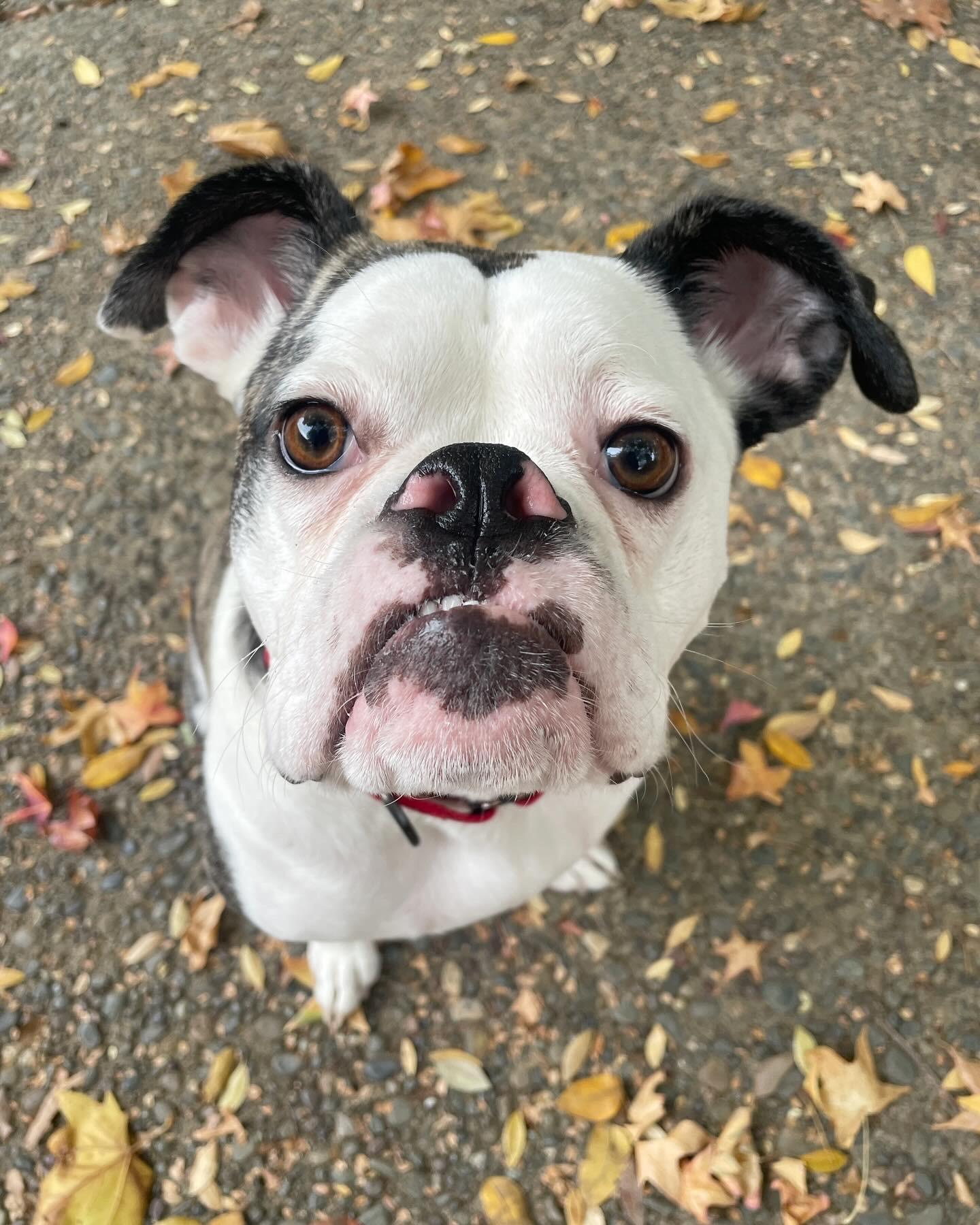 Enlarge Bruno, a Adoptable mixed breed in Sacramento, CA image 1/6