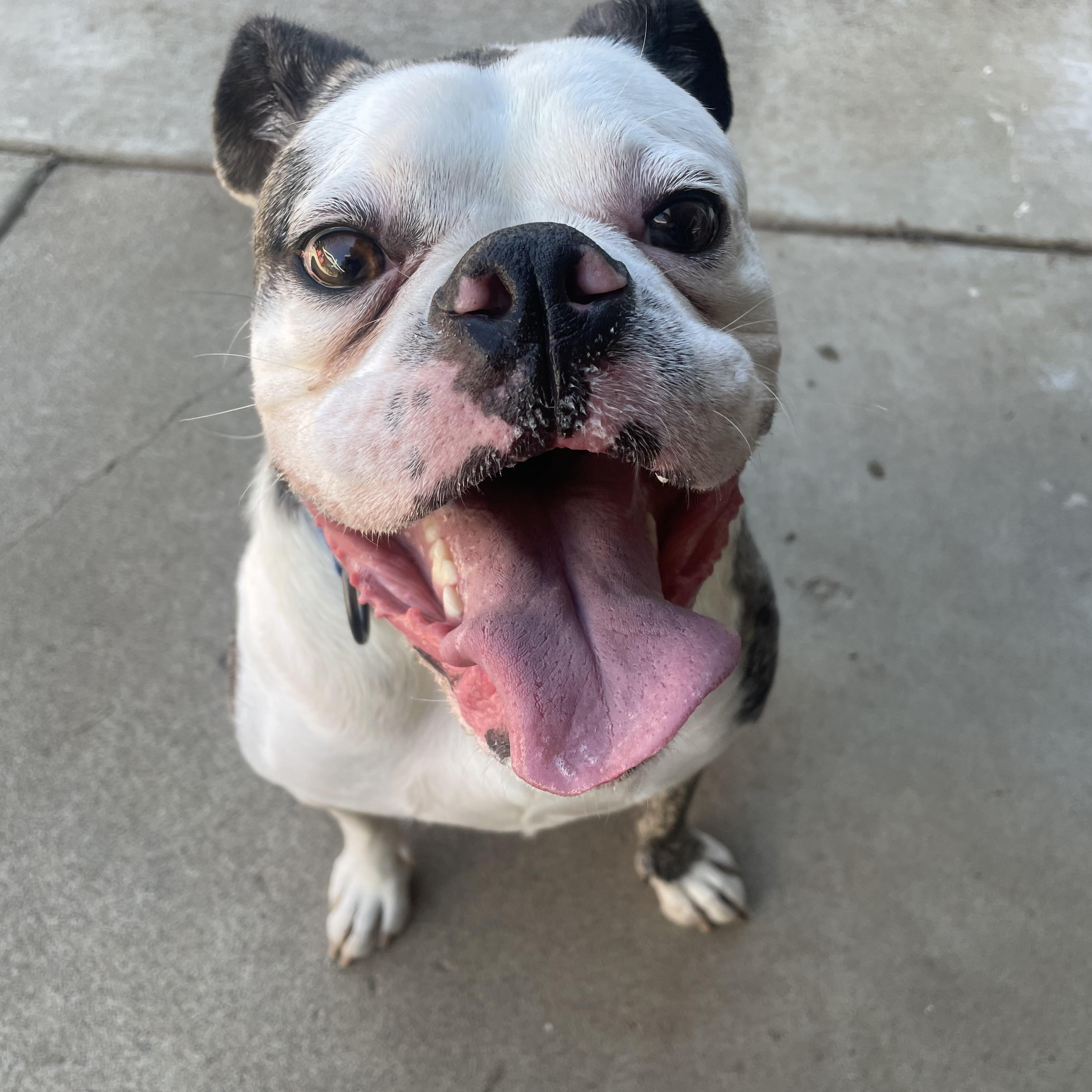 Enlarge Bruno, a Adoptable mixed breed in Sacramento, CA image 5/6