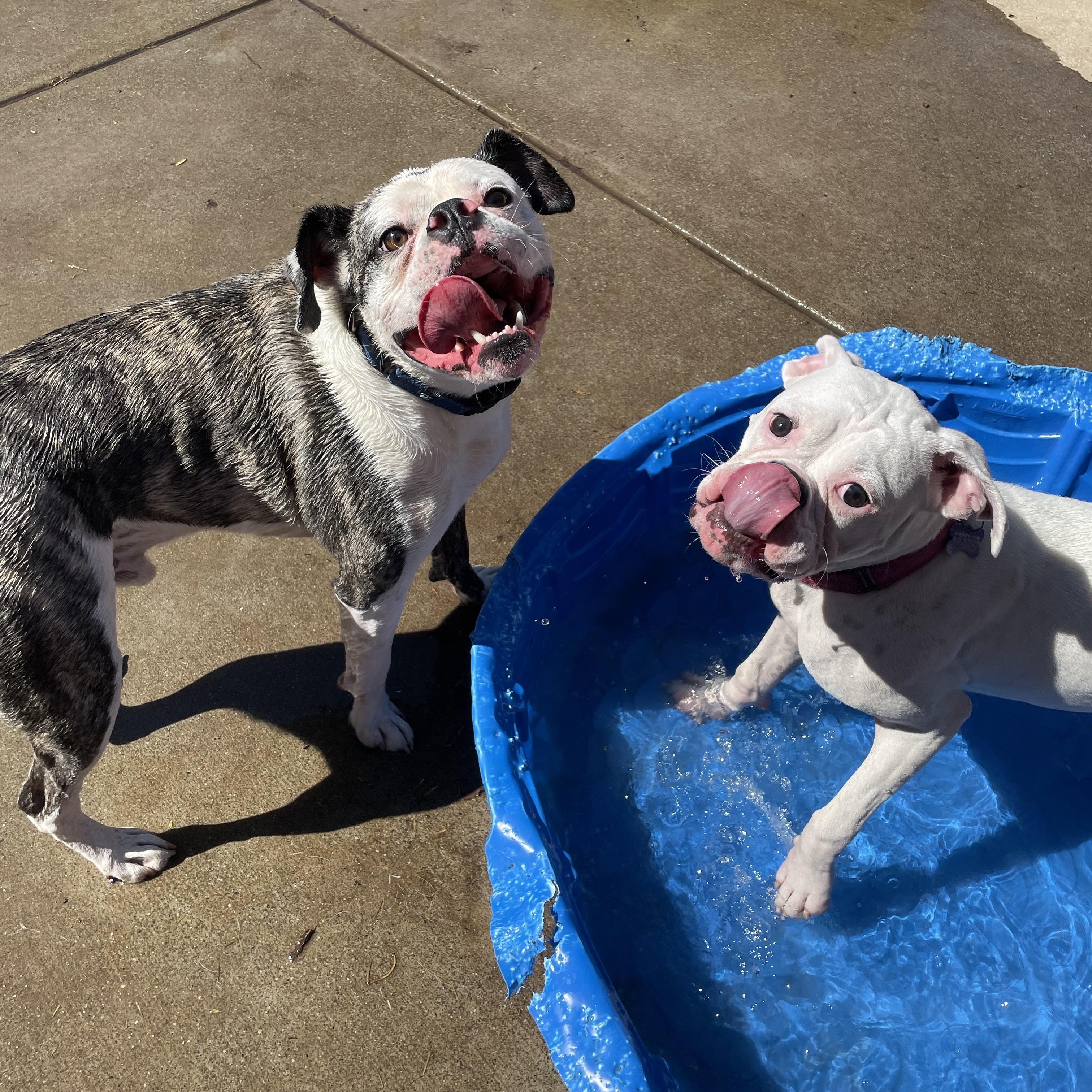 Enlarge Bruno, a Adoptable mixed breed in Sacramento, CA image 4/6