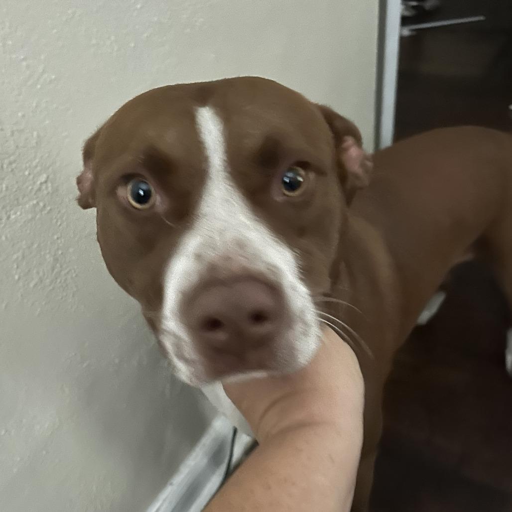 Red, Adoptable, Adult Male Mixed Breed.