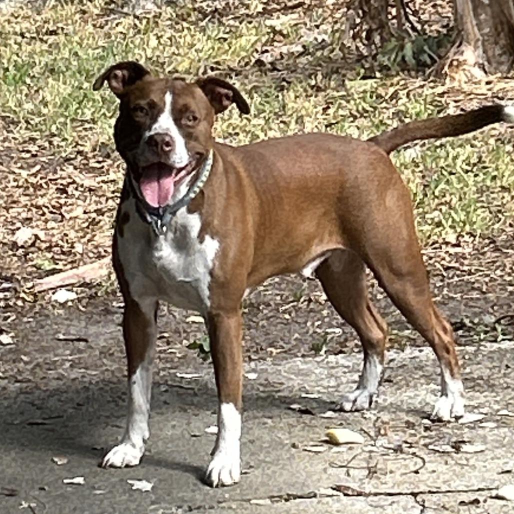 Enlarge Red, a Adoptable Mixed Breed in Columbus, GA image 2/3