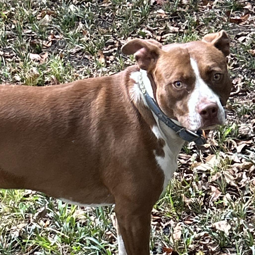 Enlarge Red, a Adoptable Mixed Breed in Columbus, GA image 3/3
