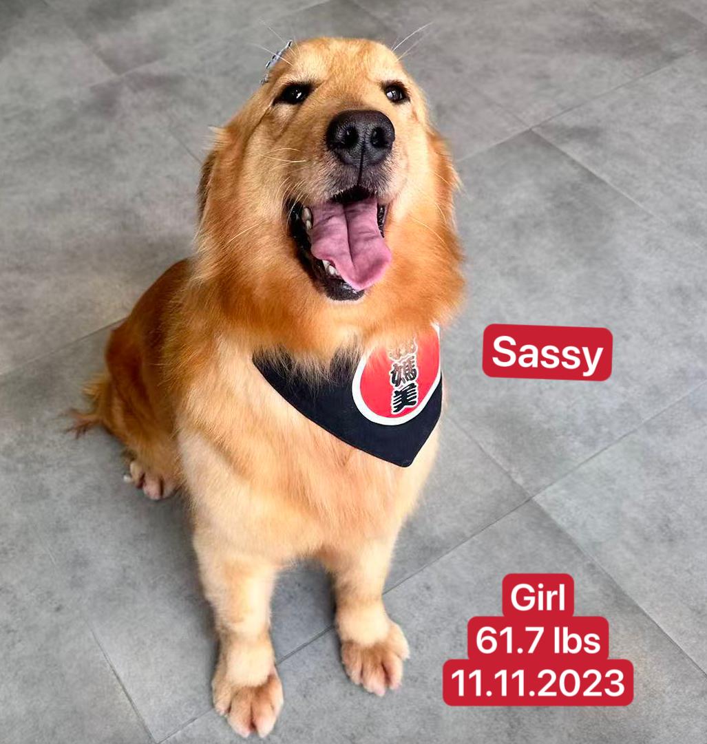 Enlarge Sassy, a ADOPTABLE Golden Retriever in West Hollywood, CA image 5/5