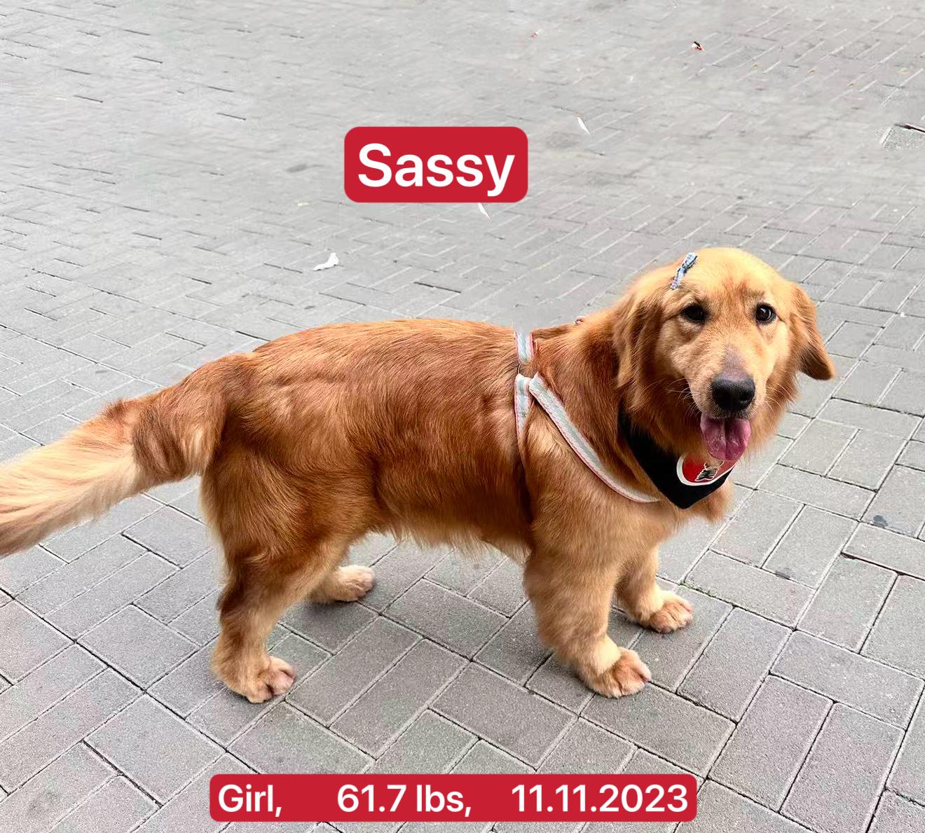 Enlarge Sassy, a ADOPTABLE Golden Retriever in West Hollywood, CA image 4/5