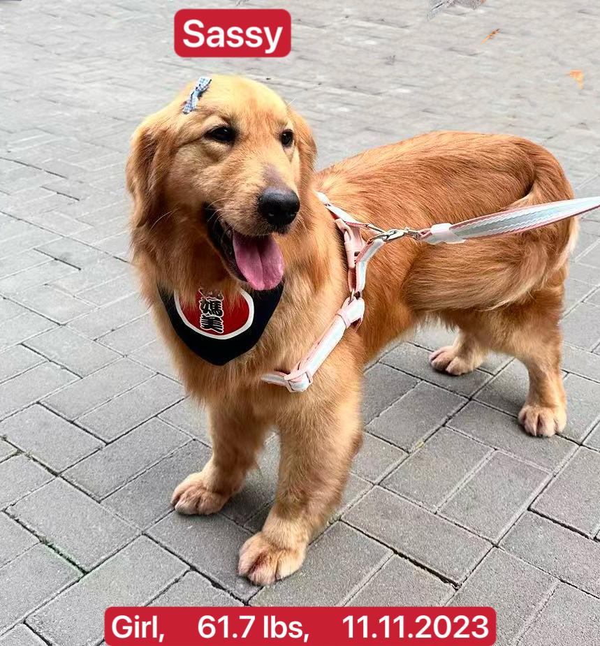 Enlarge Sassy, a ADOPTABLE Golden Retriever in West Hollywood, CA image 3/5