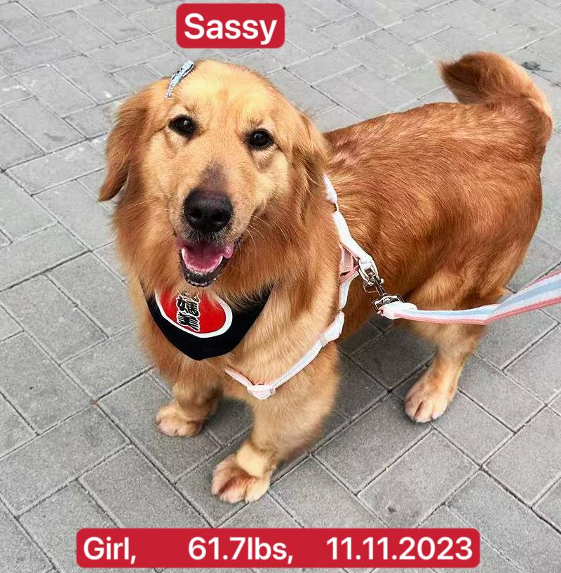 Enlarge Sassy, a ADOPTABLE Golden Retriever in West Hollywood, CA image 1/5