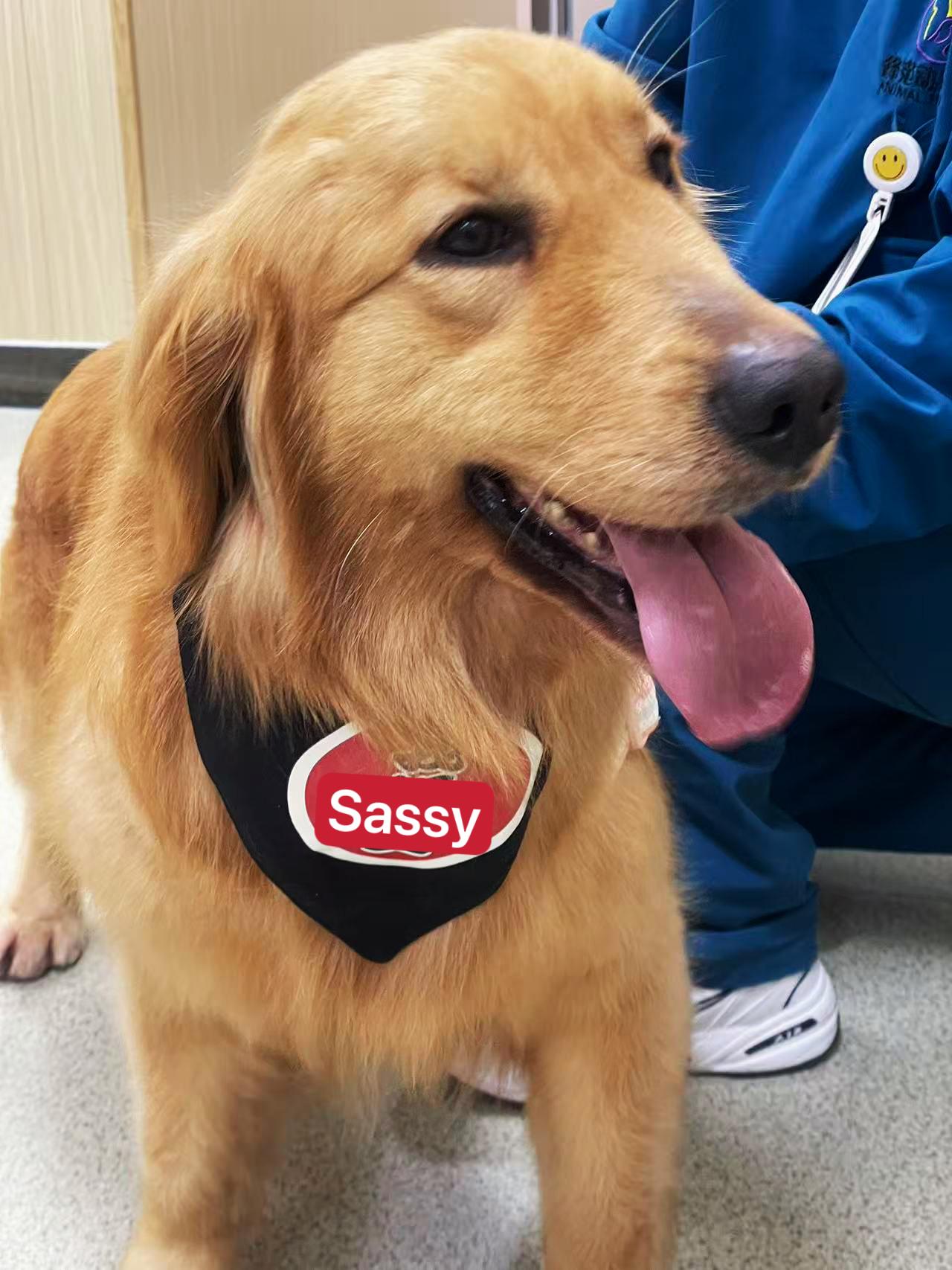 Enlarge Sassy, a ADOPTABLE Golden Retriever in West Hollywood, CA image 2/5