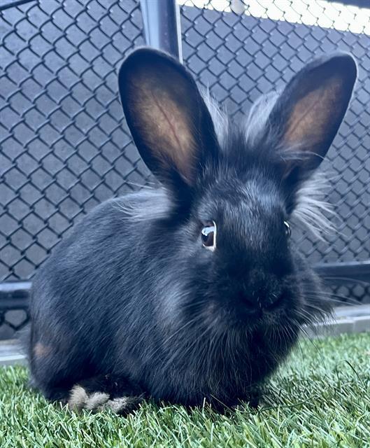 SESAME, Adoptable, Young Female Bunny Rabbit.