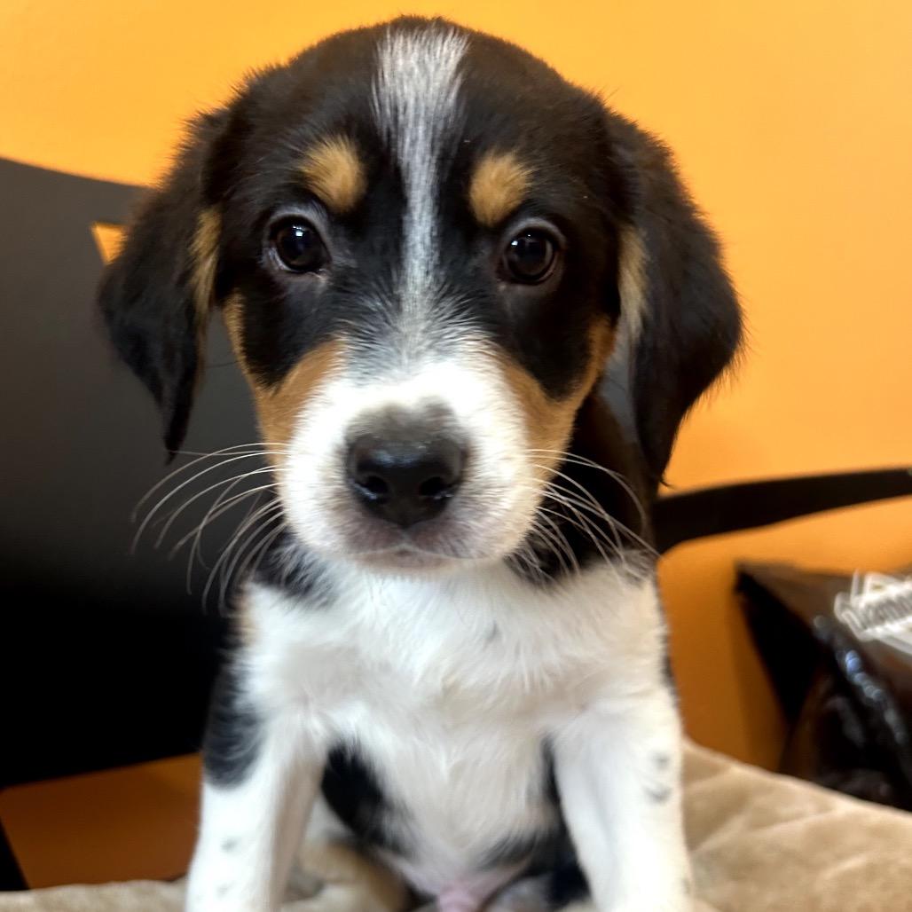 Ruger, Adoptable, Puppy Male Australian Shepherd & Chihuahua.
