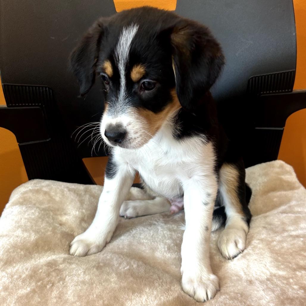 Enlarge Ruger, a Adoptable mixed breed in San Saba, TX image 2/2