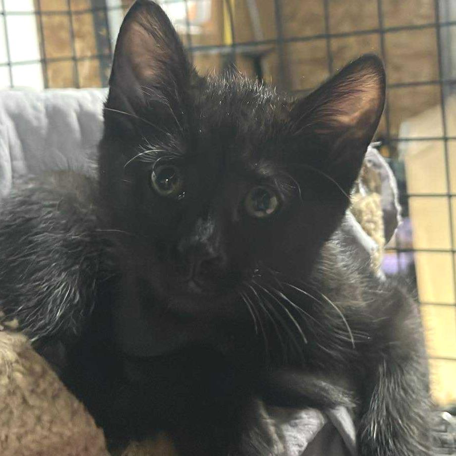 Agate, Adoptable, Young Male Domestic Short Hair.