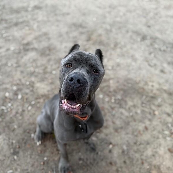 Victor lovey boy — thumbnail 5