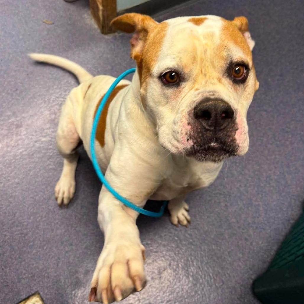 Bouquet, Adoptable, Adult Female Mixed Breed.