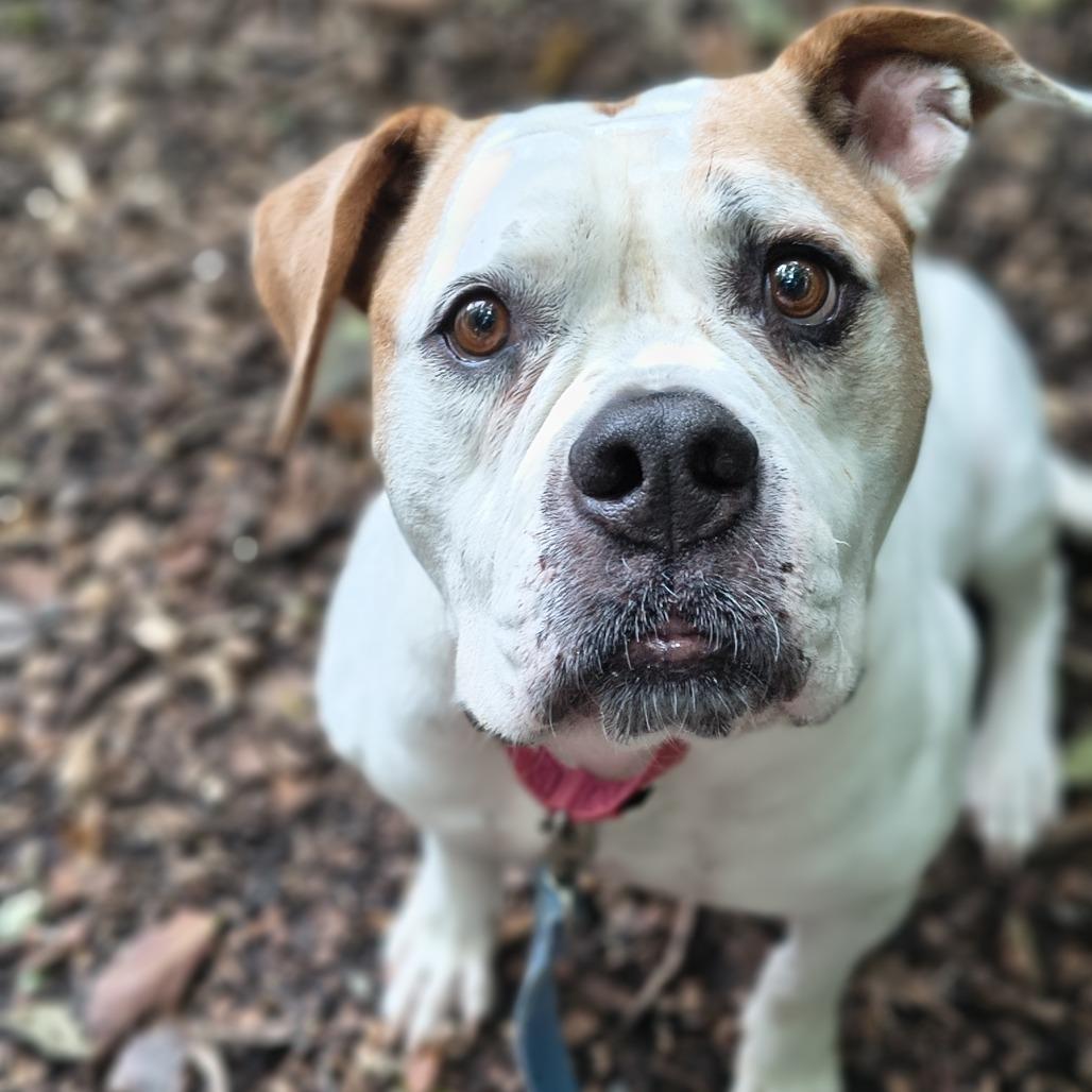 Bouquet, a Adoptable Mixed Breed in Edwardsville, IL image 2/6