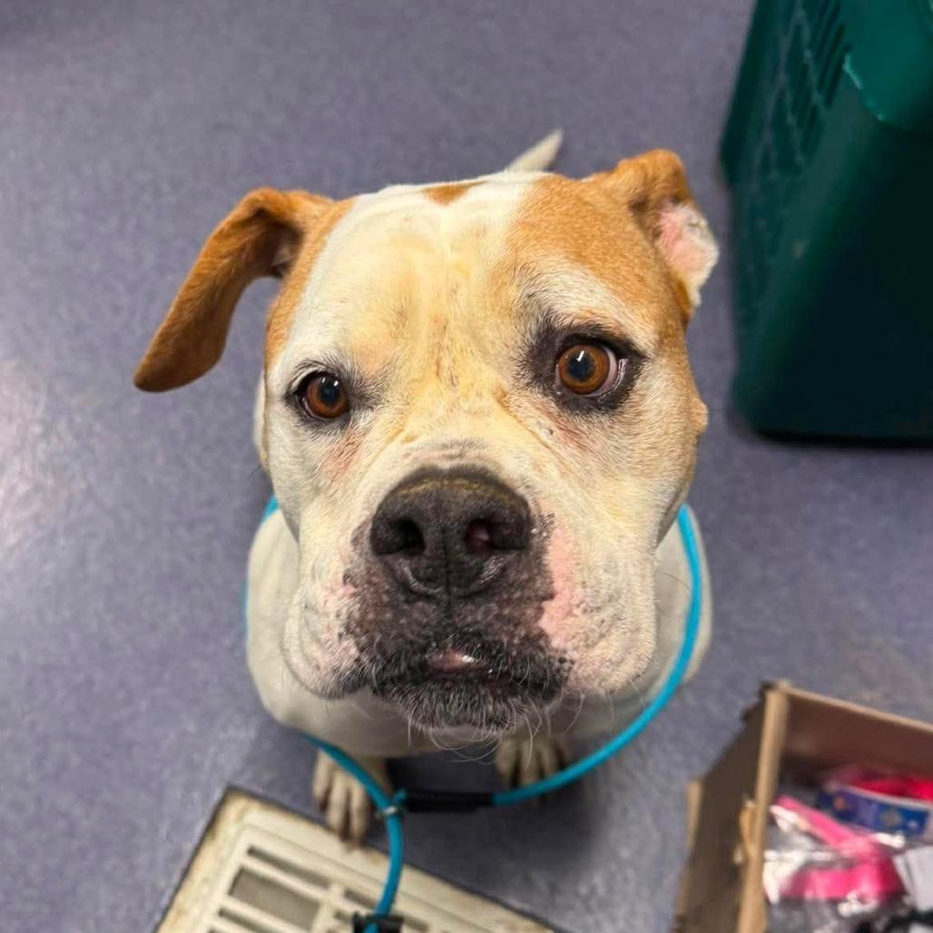 Bouquet, a Adoptable Mixed Breed in Edwardsville, IL image 3/6
