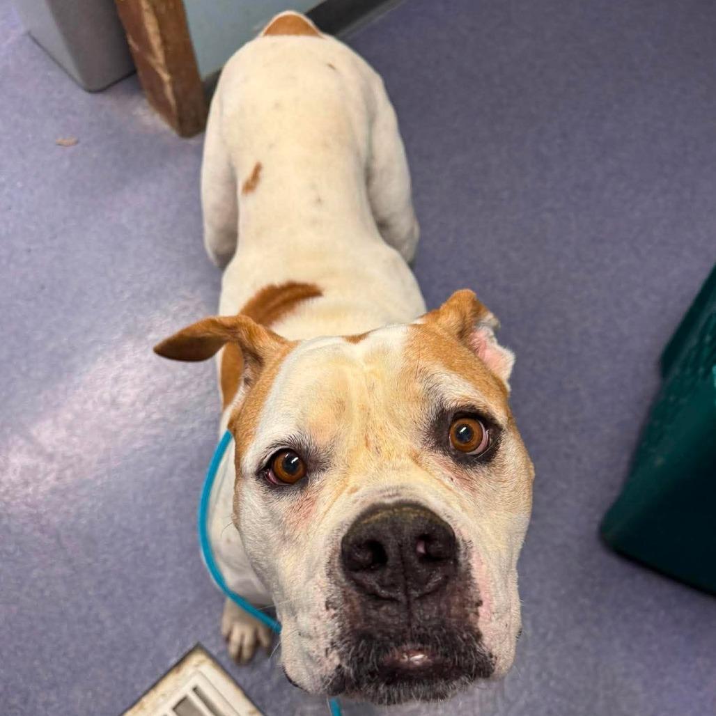 Bouquet, a Adoptable Mixed Breed in Edwardsville, IL image 4/6