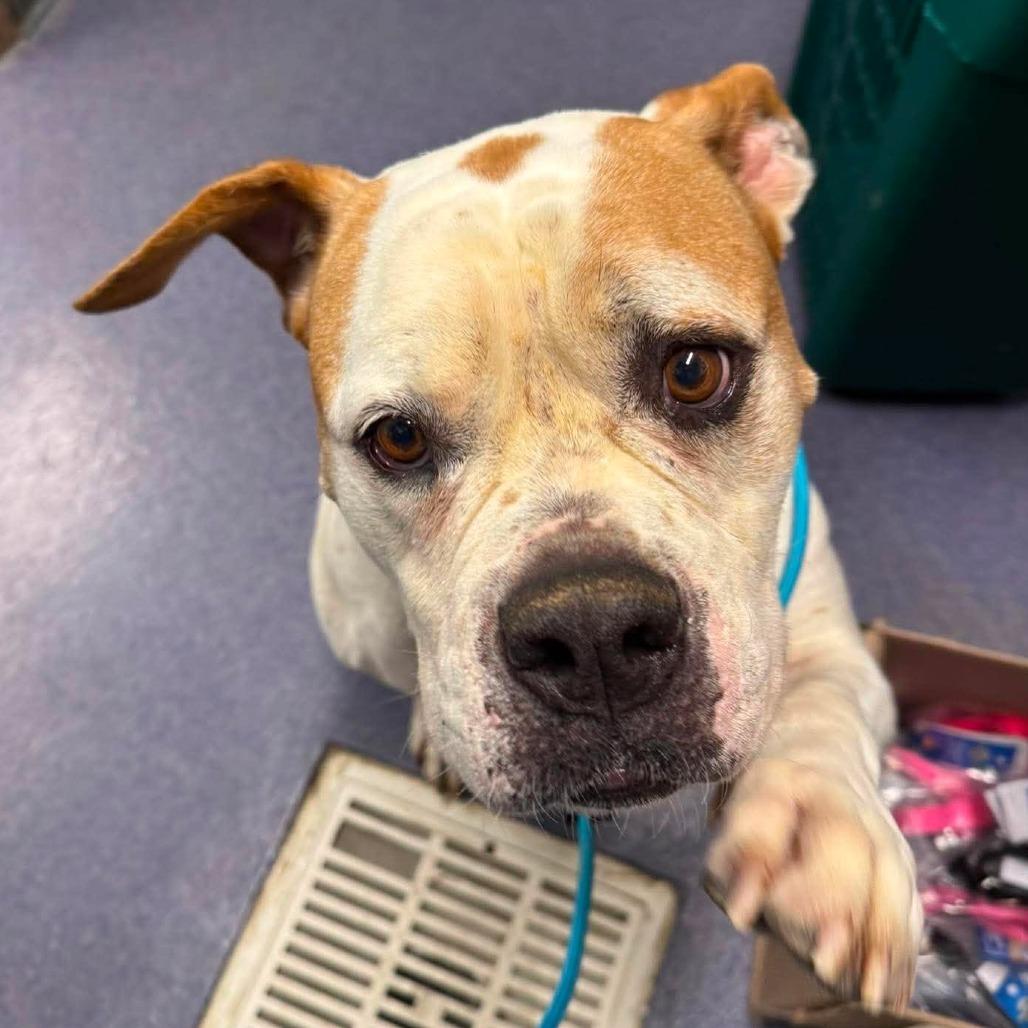 Bouquet, a Adoptable Mixed Breed in Edwardsville, IL image 5/6