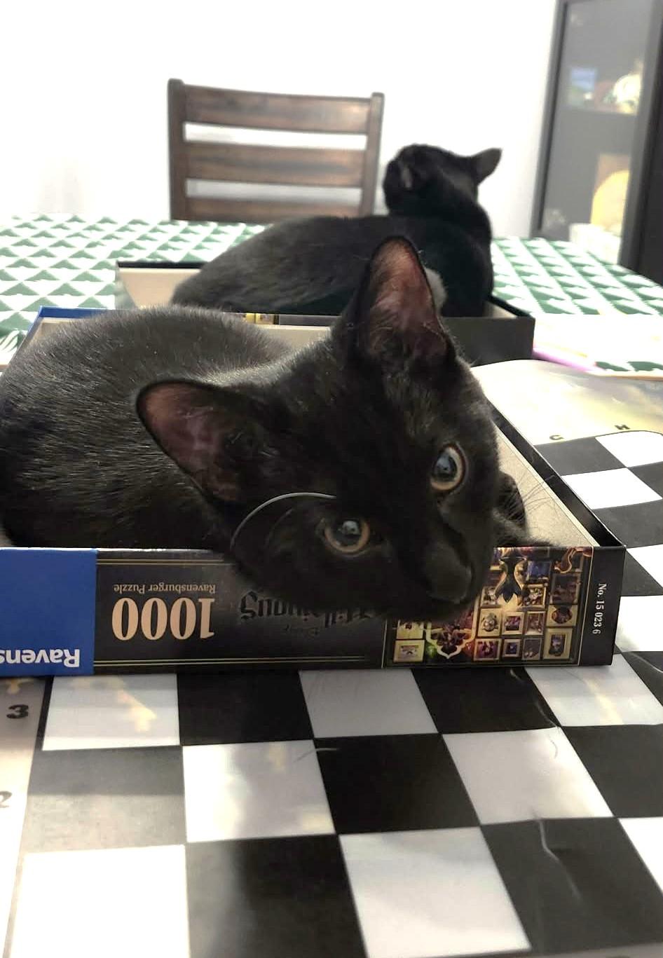 Enlarge Dobby, a ADOPTABLE Domestic Short Hair in Brantford, ON image 3/5