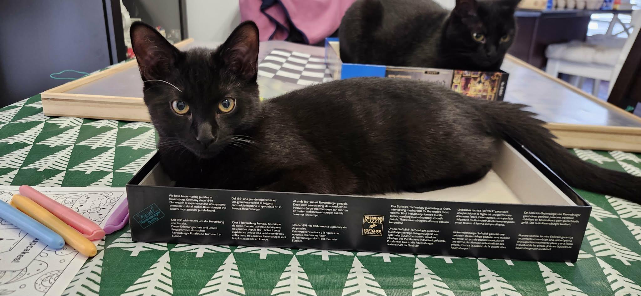 Enlarge Dobby, a ADOPTABLE Domestic Short Hair in Brantford, ON image 1/5