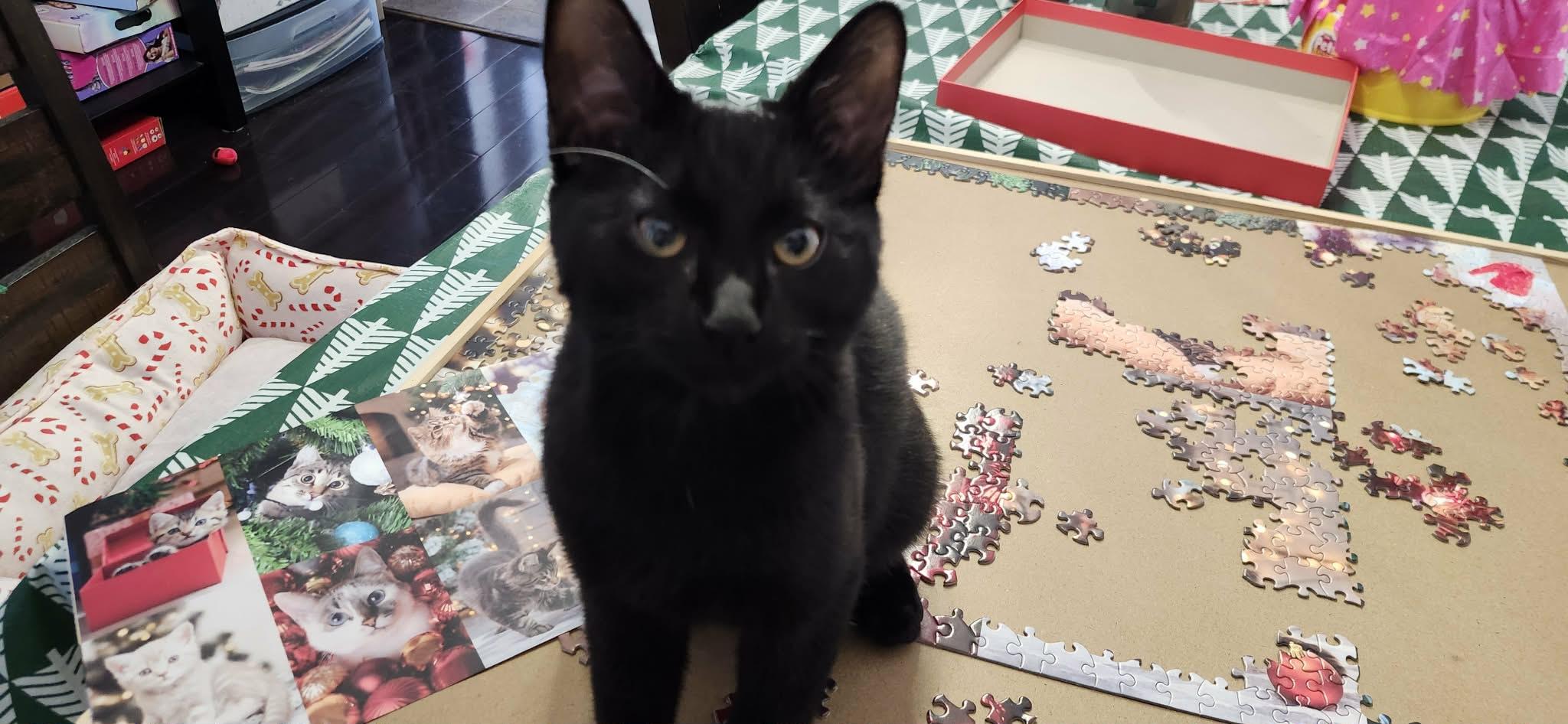 Dobby, ADOPTABLE, Young Male Domestic Short Hair.