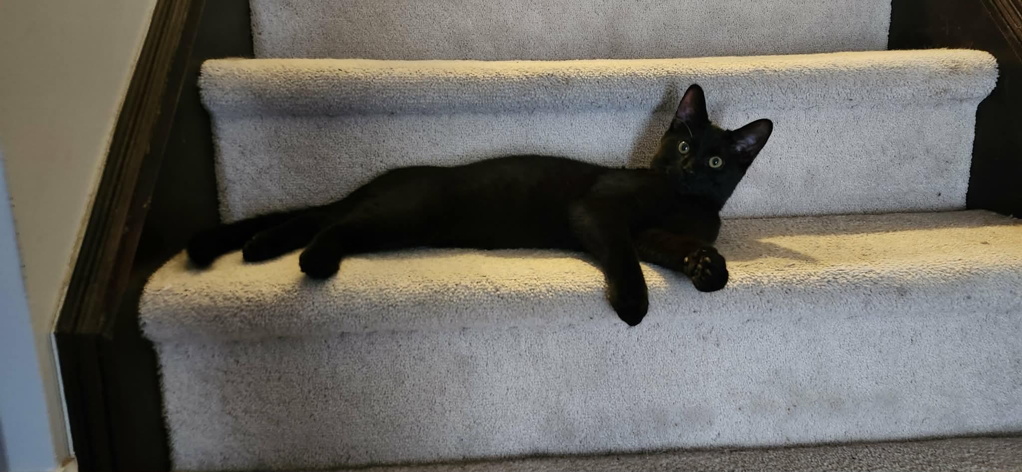 Enlarge Dobby, a ADOPTABLE Domestic Short Hair in Brantford, ON image 5/5