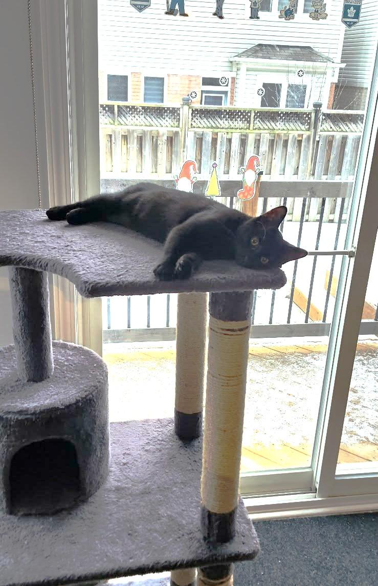 Enlarge Dobby, a ADOPTABLE Domestic Short Hair in Brantford, ON image 4/5