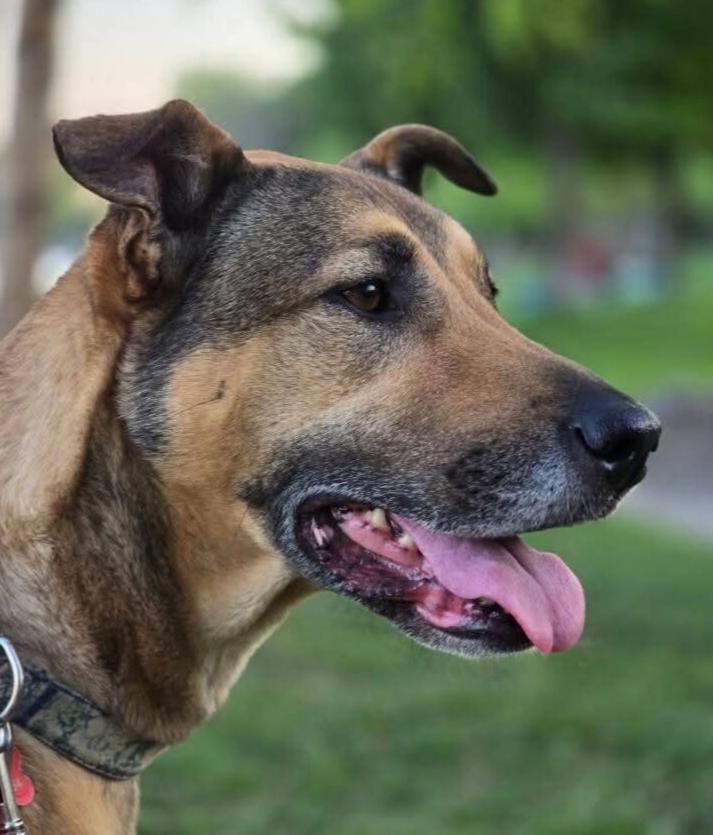 Enlarge Lila, a Adoptable Black Mouth Cur in Anoka, MN image 1/6